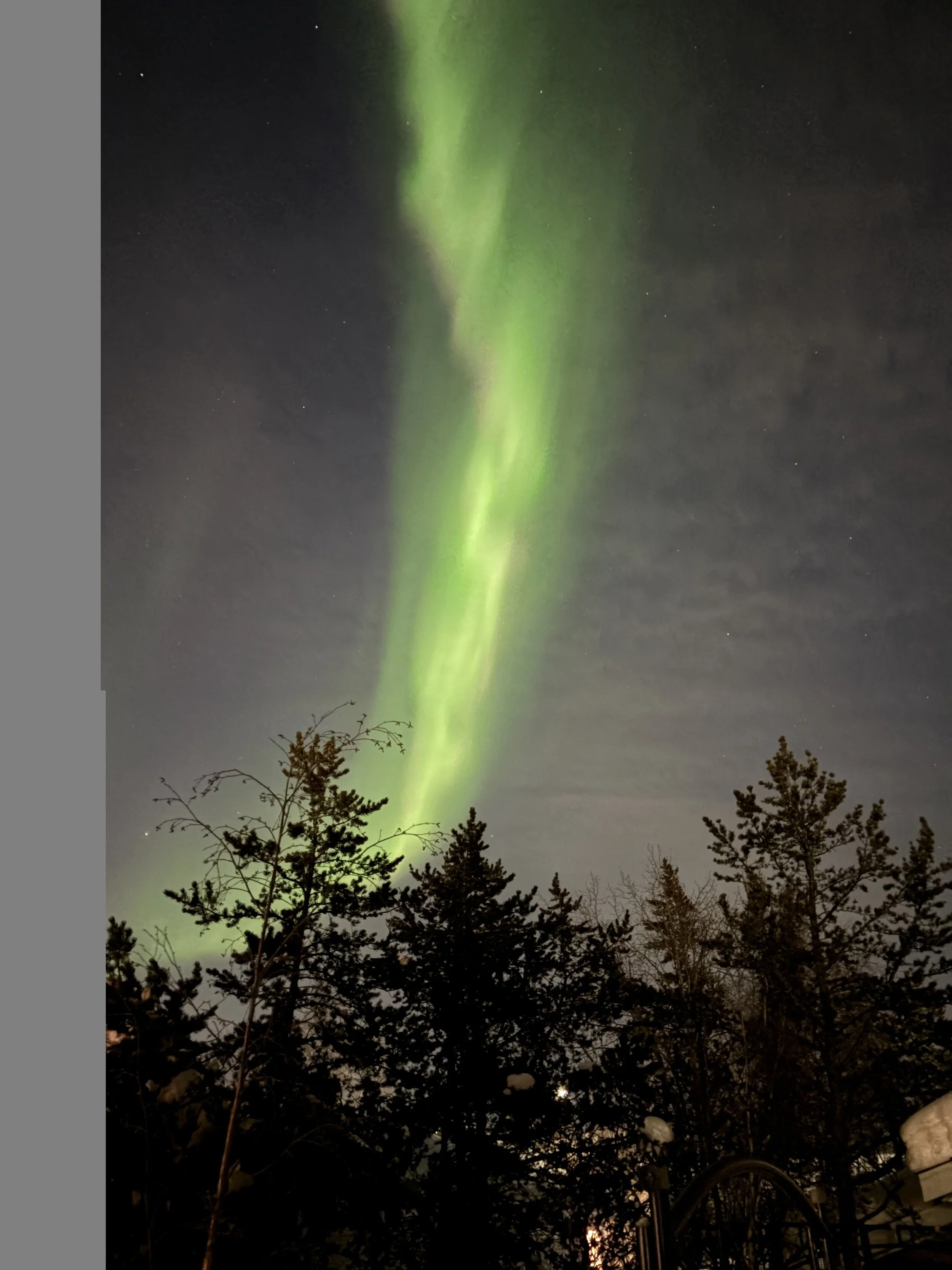 Night sky with visible stars and the Northern Lights (aurora borealis) in green hues, above silhouette of trees and a fence.