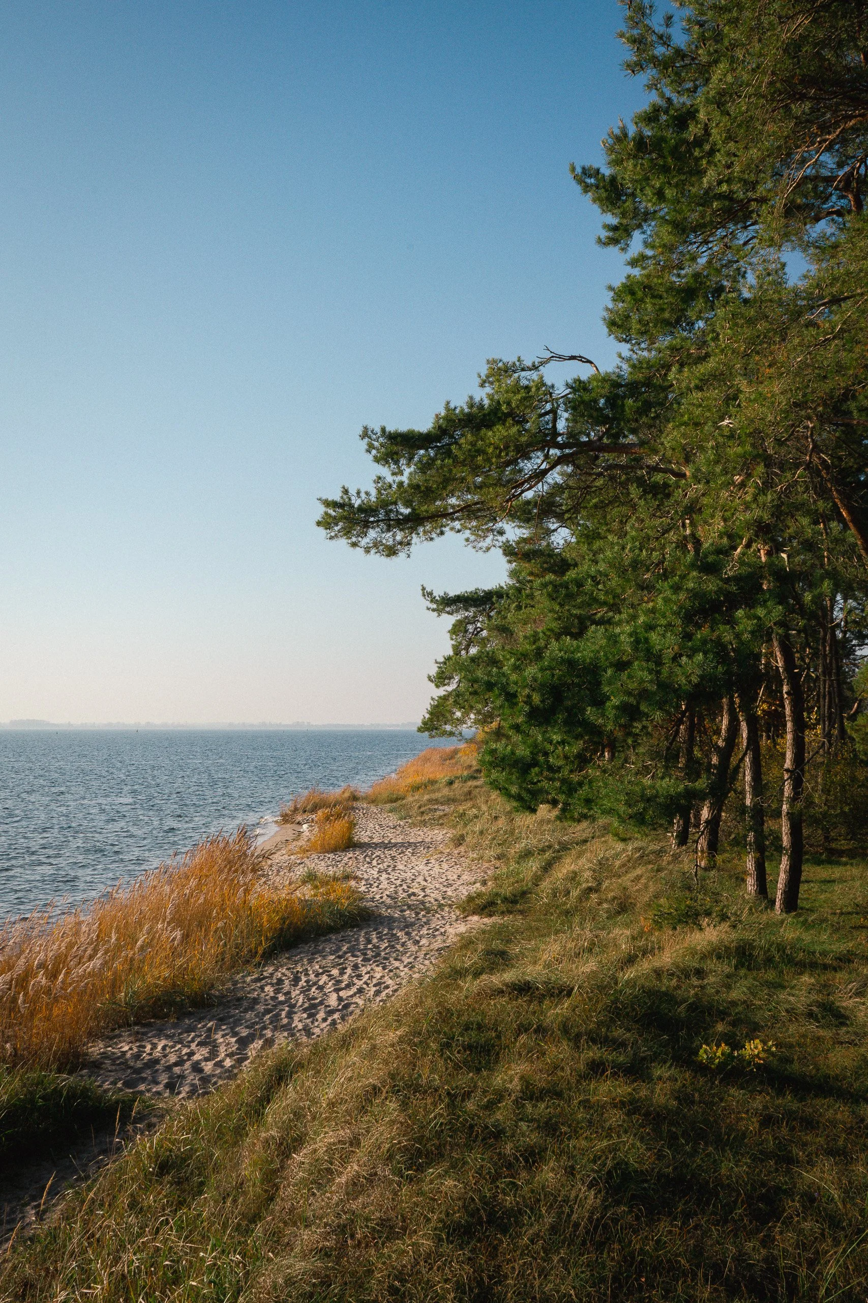 Ein Strandweg neben einem See, umgeben von Gräsern und Bäumen bei sonnigem Wetter.
