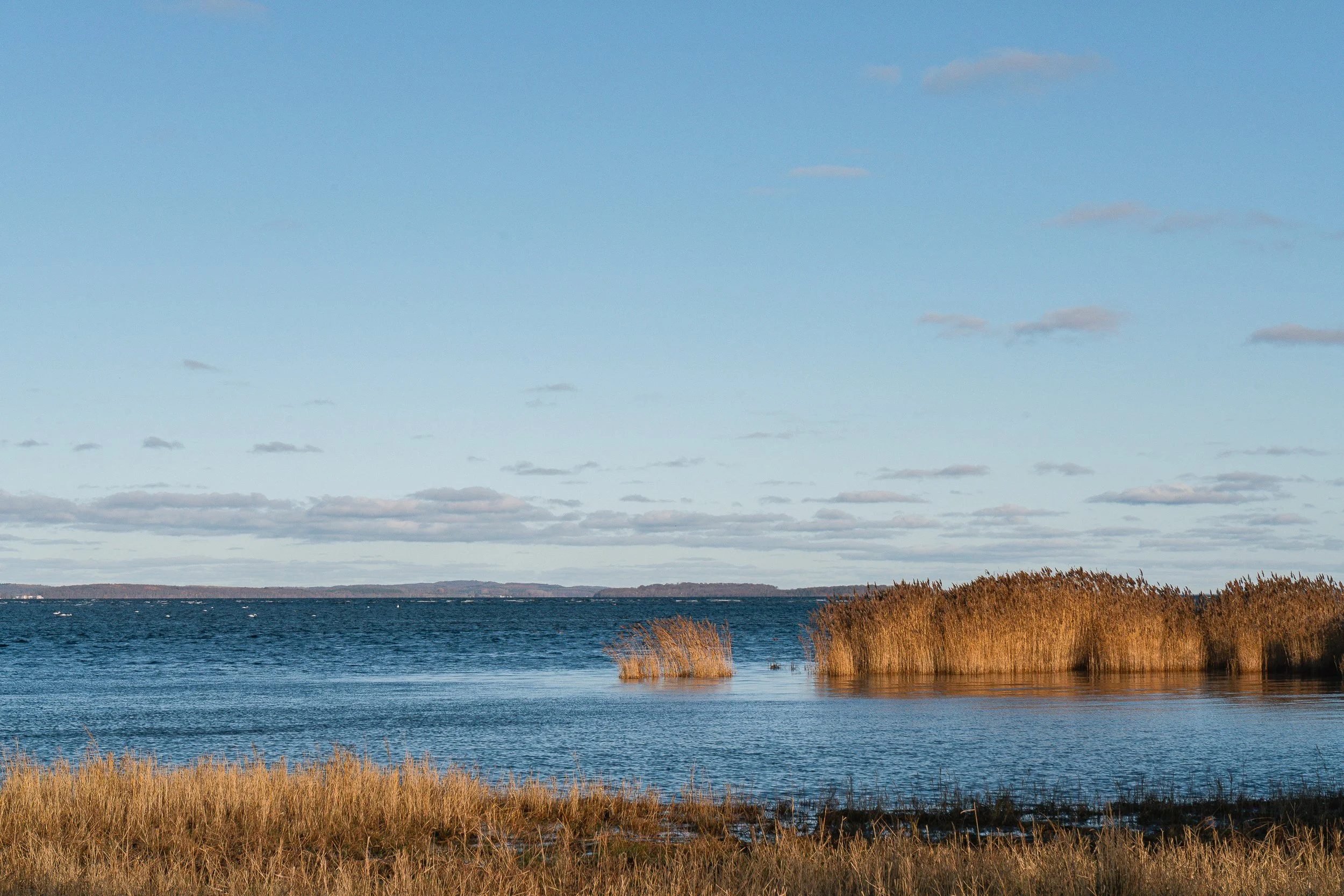 Eine Panoramaaufnahme eines Sees mit Ufergras und Schilf, blauer Himmel mit wenigen Wolken im Hintergrund.