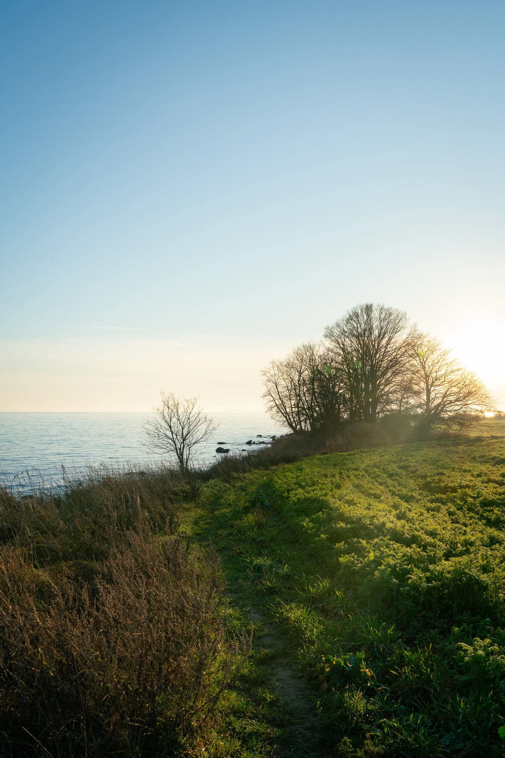 Blick auf eine grüne Wiese am Wasser mit Bäumen und Sonnenuntergang im Hintergrund.
