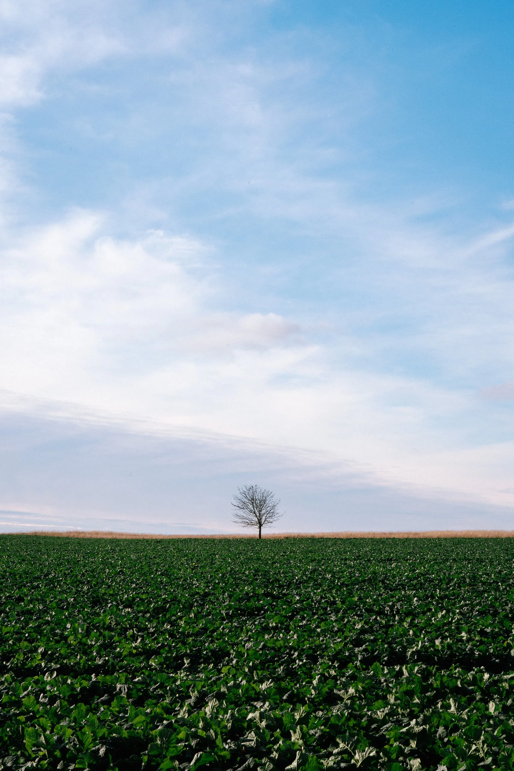 Ein einzelner Baum steht auf einem Feld mit grünen Pflanzen, vor einem blauen Himmel mit Wolken.