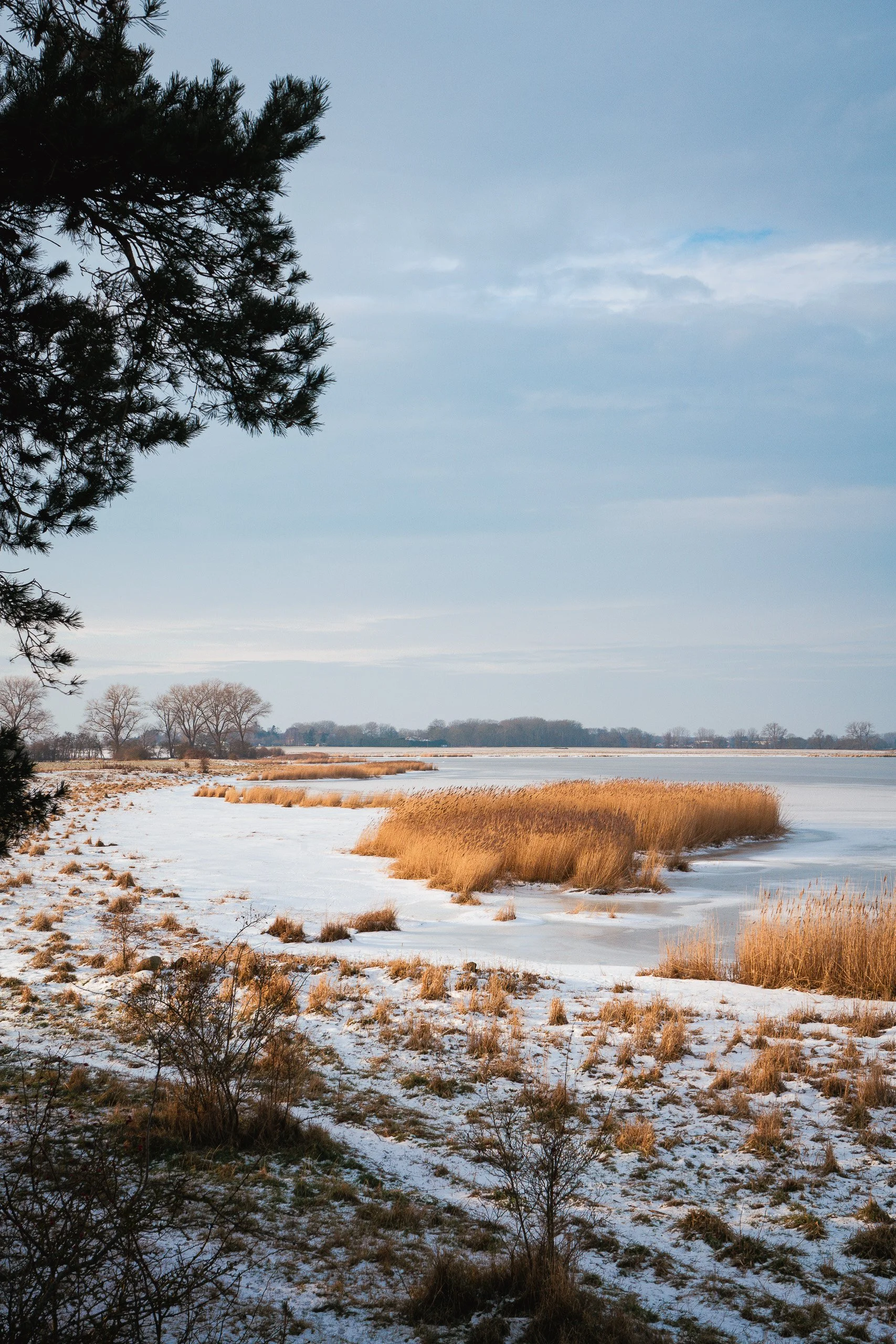 Winterliche Landschaft mit Eis, Wasser und goldbraunen Schilfrohr, am Ufer eines Sees, mit kahlen Bäumen im Hintergrund und einem bewölkten Himmel