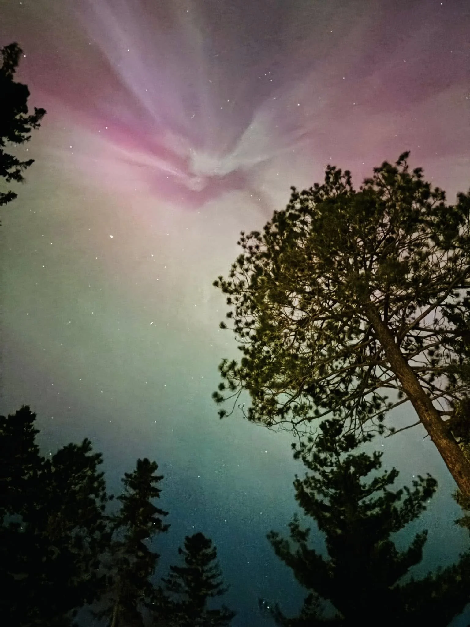 Northern Lights Tree-KEEP.jpg
