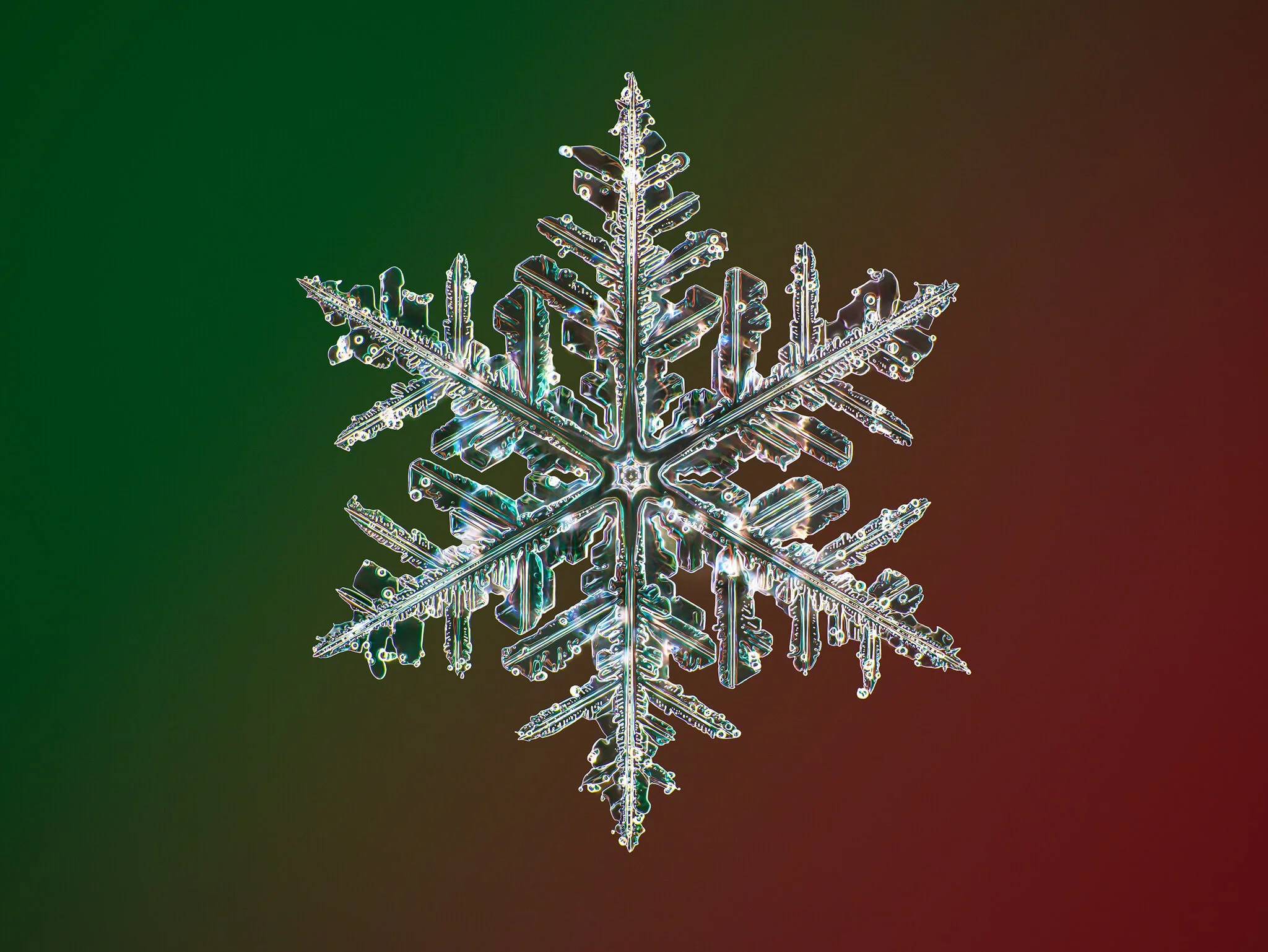 Are you a SNOWFLAKE?