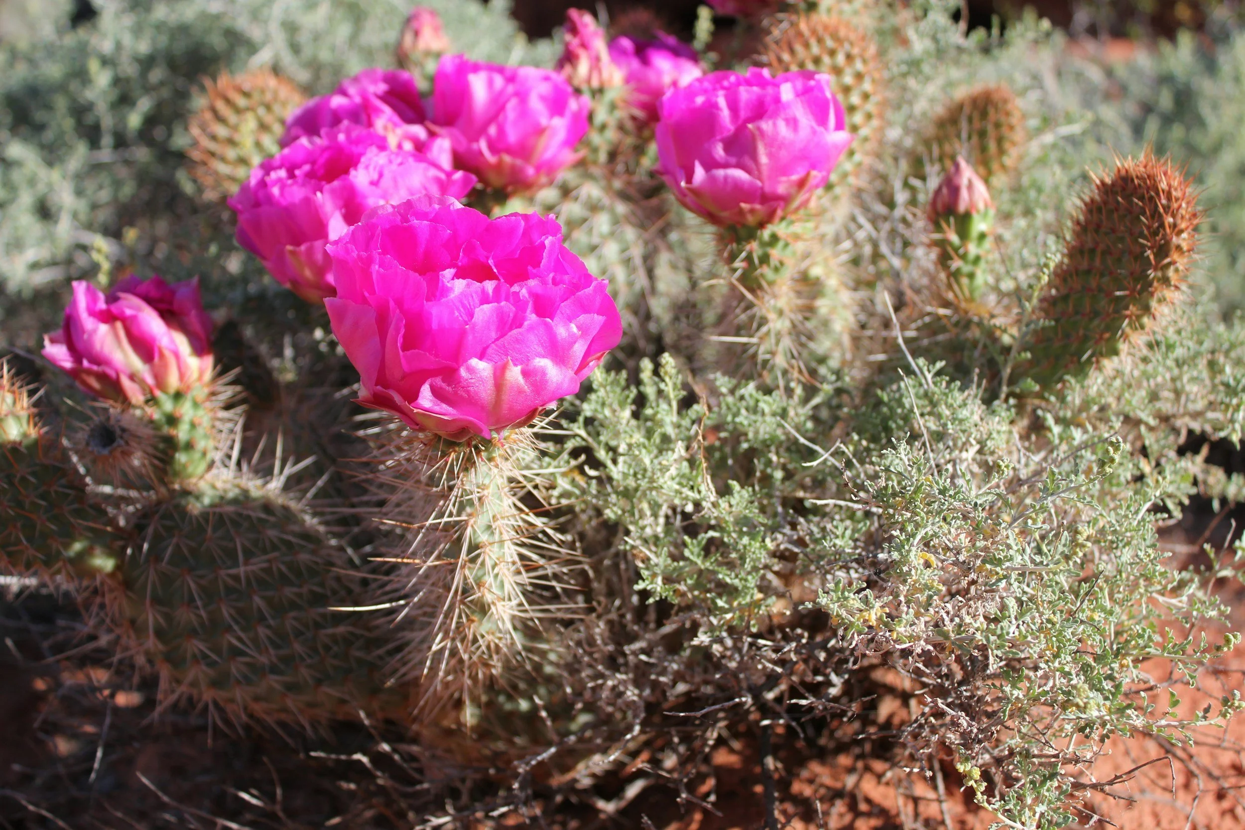 Pink cactus flowers blooming on a spiny cactus plant in a desert setting.