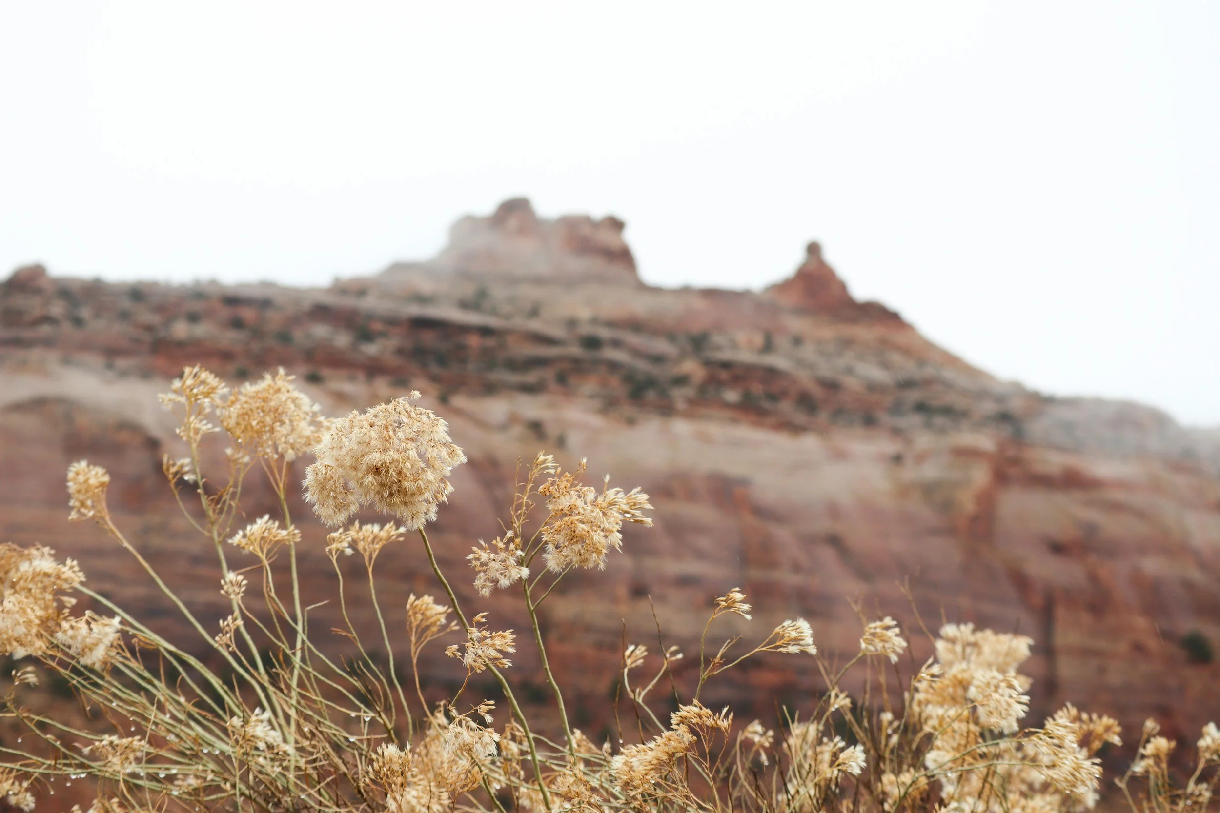 Dry wildflowers in front of a canyon with red and brown layered rock formations under an overcast sky.