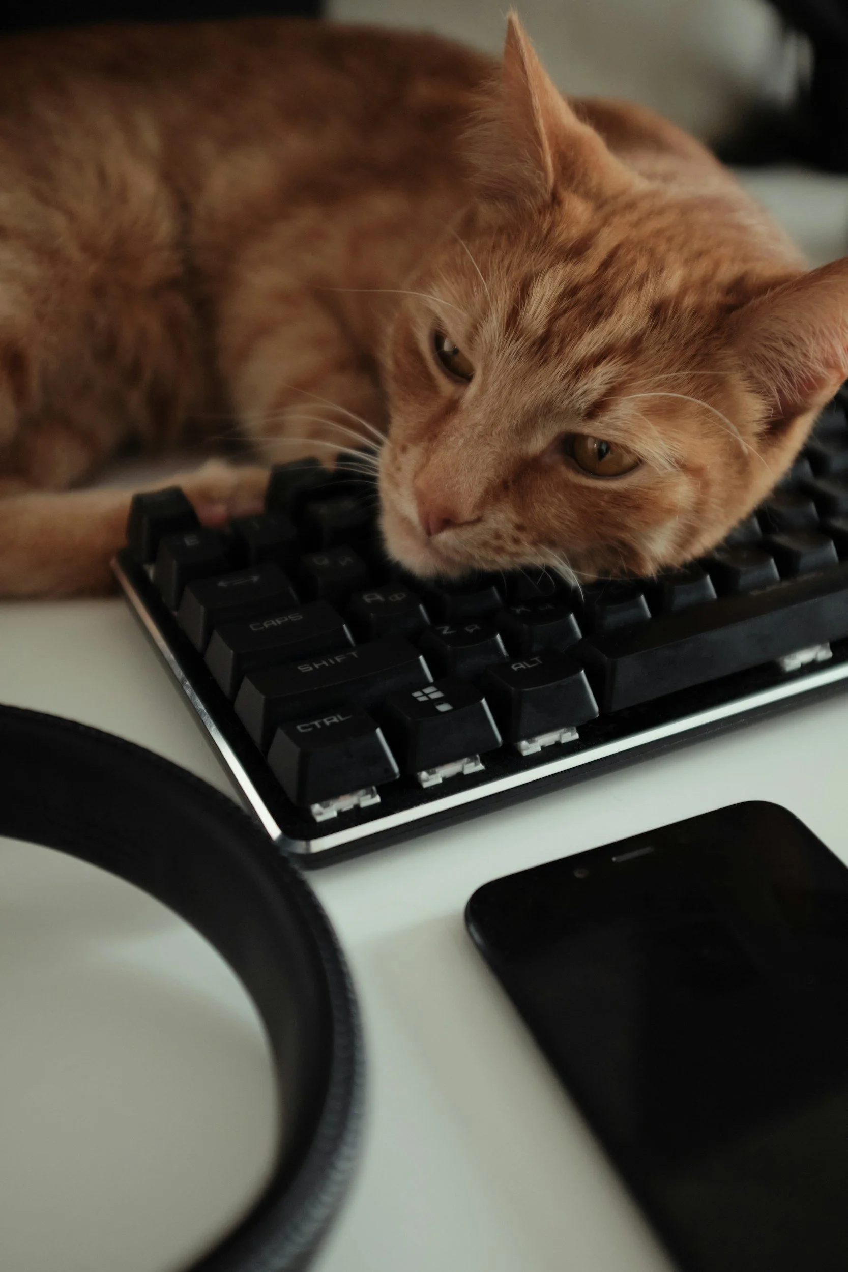 A cat taking a nap on a computer keyboard.