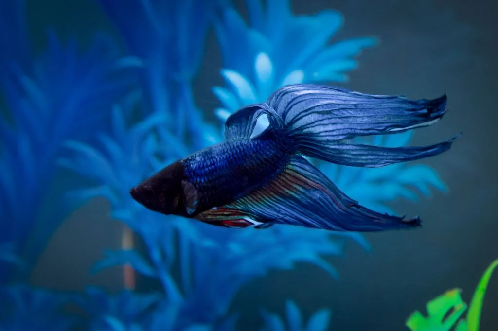 Blue betta fish swimming in an aquarium with flowing fins, set against a vibrant underwater background.