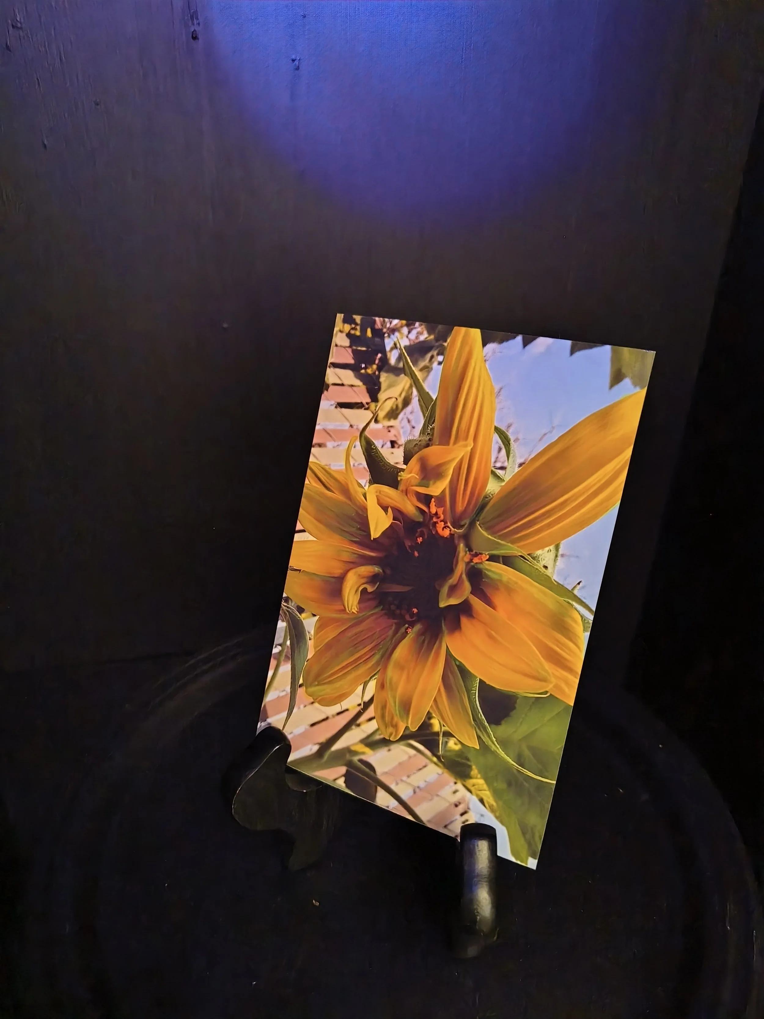 FLower-UV Portraits-light.jpg