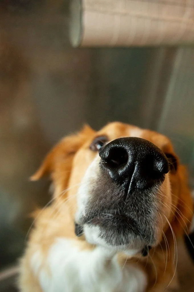 Close-up of a dog’s nose and face from a low angle, highlighting texture and detail with a soft, blurred background.