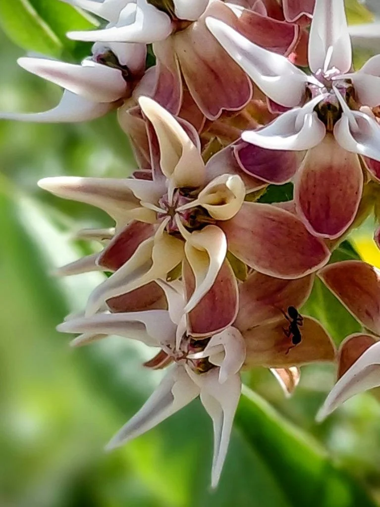 Macro view of soft pink and white blossoms with intricate shapes, set against a blurred green background with a small ant exploring the petals.