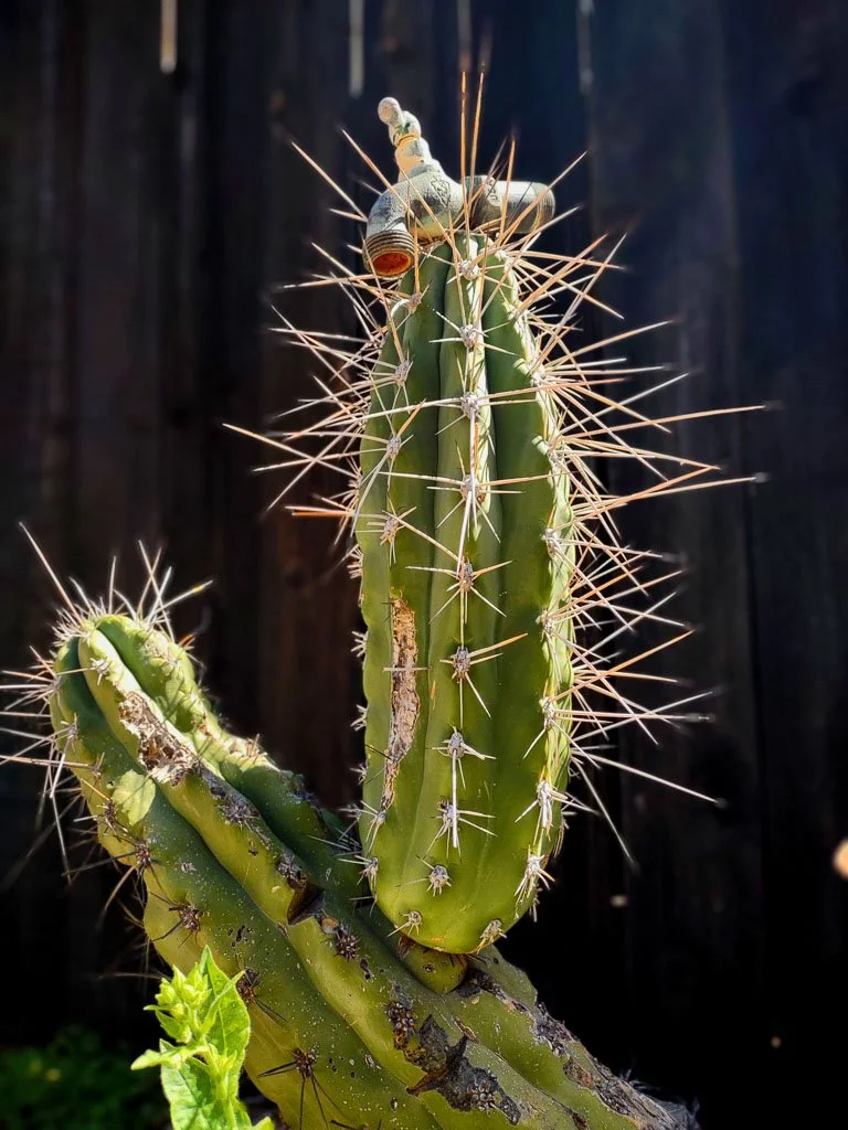 Close-up of a green cactus with sharp spines, highlighted by warm sunlight against a dark, textured background.