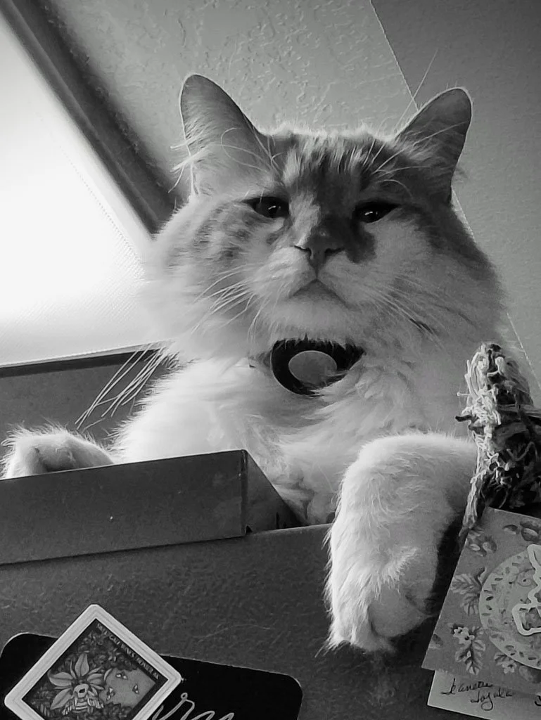 Black and white photo of a fluffy cat resting on a shelf, looking down with a calm, slightly curious expression.