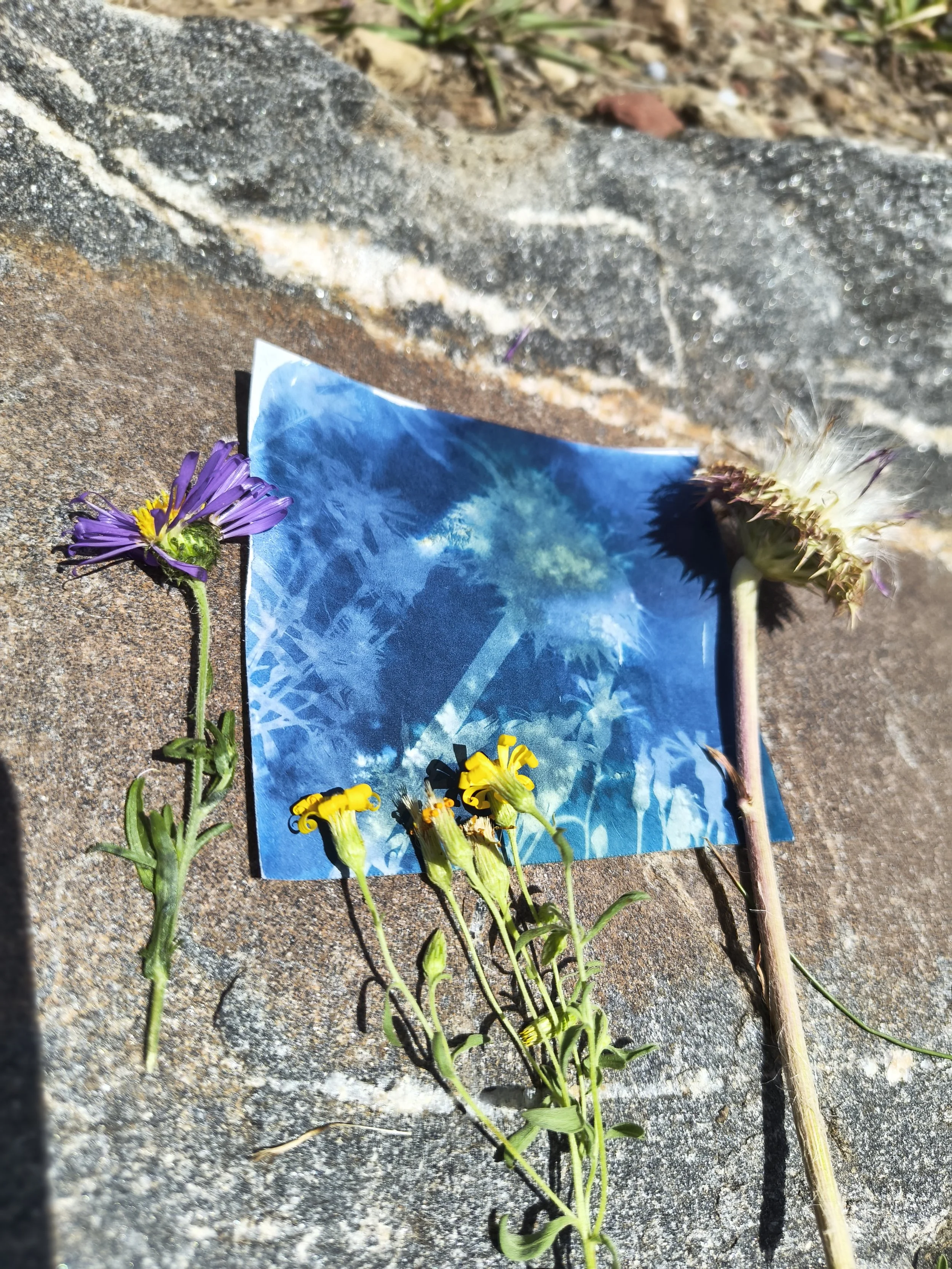 CyanotypeArt-Haviland-after - Copy.jpg