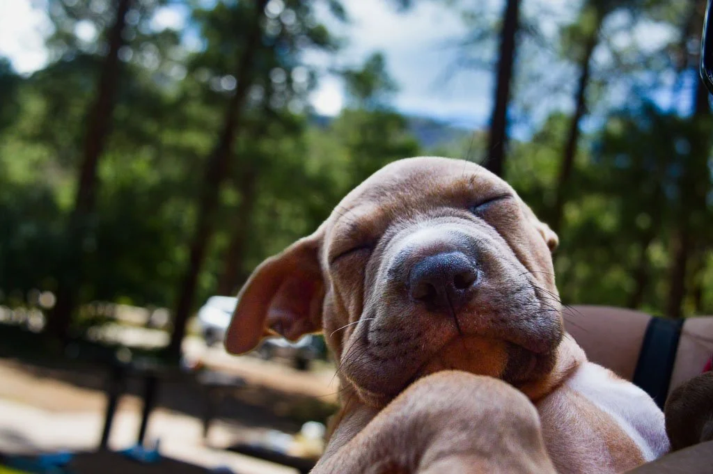 Sleepy puppy resting in hands outdoors, eyes closed in a peaceful moment surrounded by trees and soft natural light.