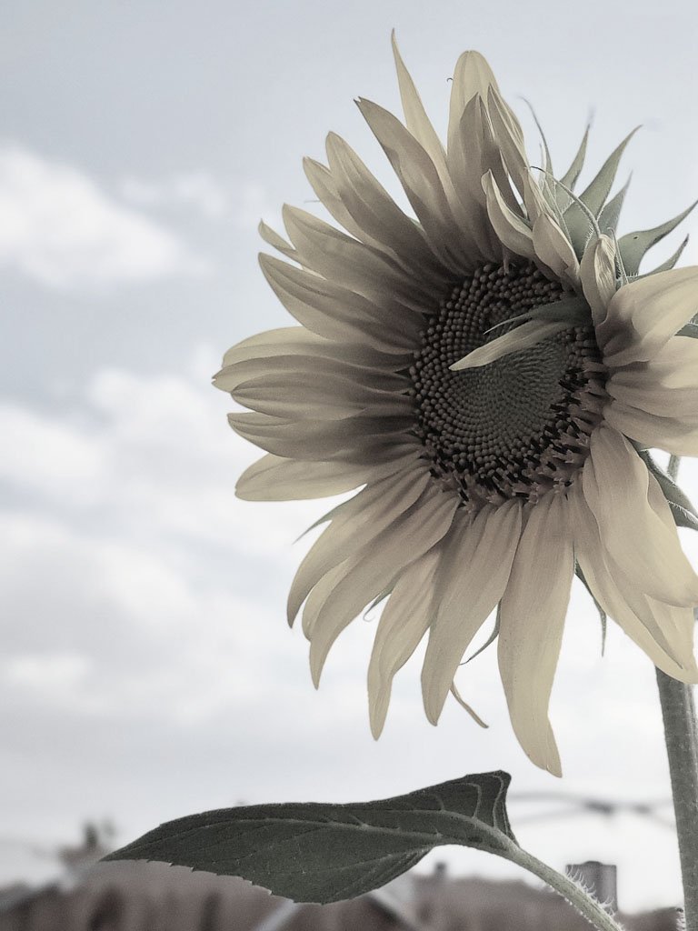 A softly toned sunflower reaching toward a cloudy sky, with muted colors creating a calm, vintage feel.