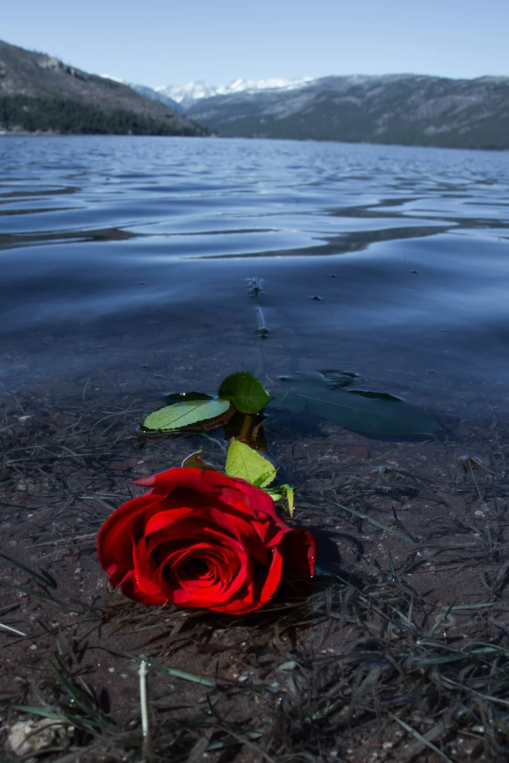 A single red rose resting in shallow water along a lakeshore, with gentle ripples and distant mountains creating a calm and reflective scene.
