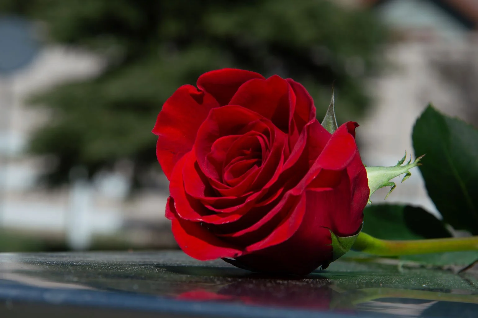A vibrant red rose resting on a reflective surface, with soft background blur emphasizing its rich color and delicate petals.