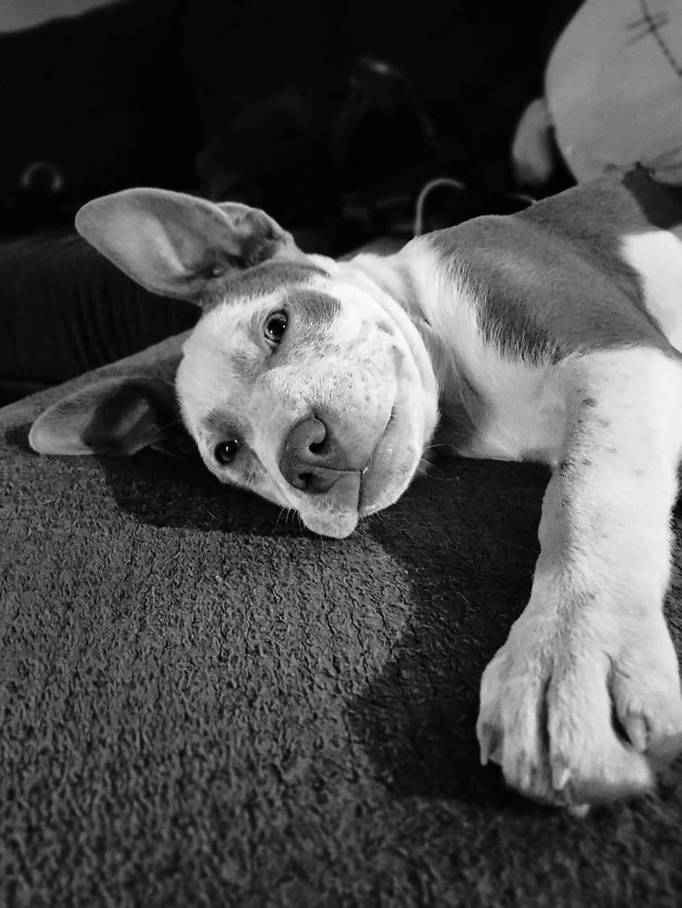 Black and white photo of a dog lying on a couch, looking relaxed with one paw stretched forward in a cozy setting.