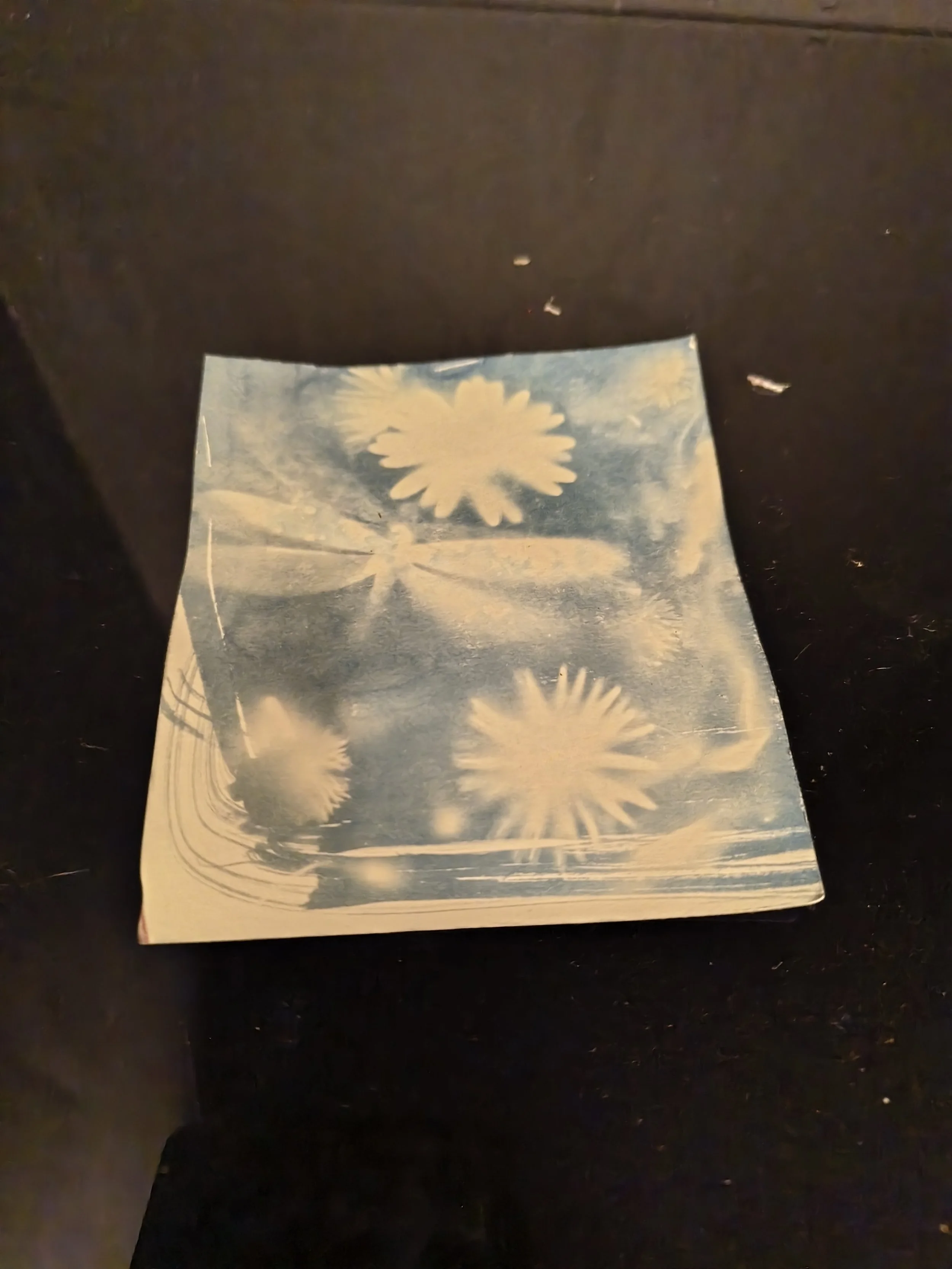 CyanotypeArt-dragonfly - Copy.jpg