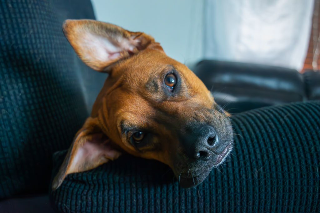 Brown dog resting head on a couch cushion, looking up with relaxed eyes in a cozy indoor setting.