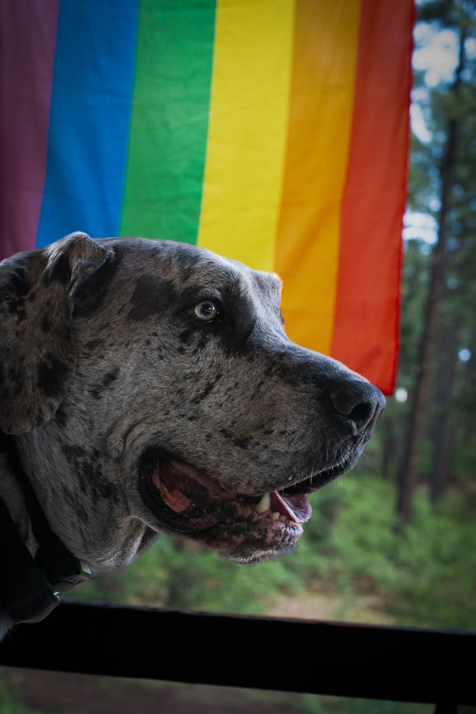 Dog looking off to the distance with a rainbow pride flag in the background, capturing a colorful and expressive moment.