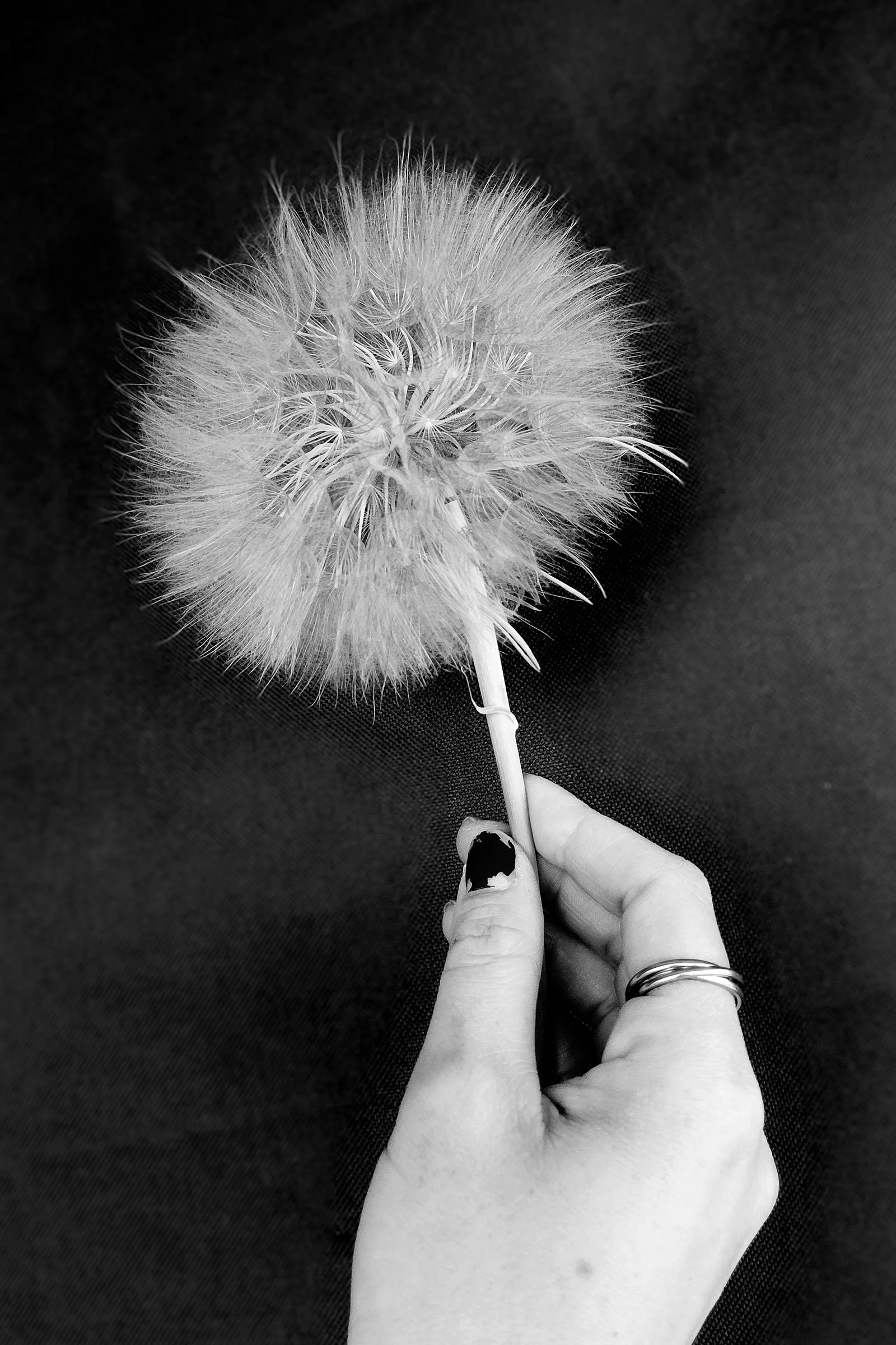 A black and white image of a hand holding a delicate dandelion, highlighting its soft texture and simple, natural beauty.