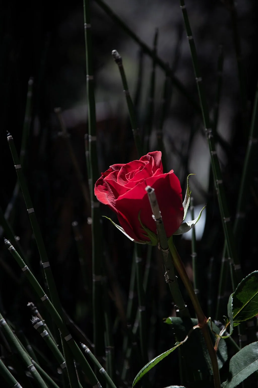 Red rose in dark reeds.