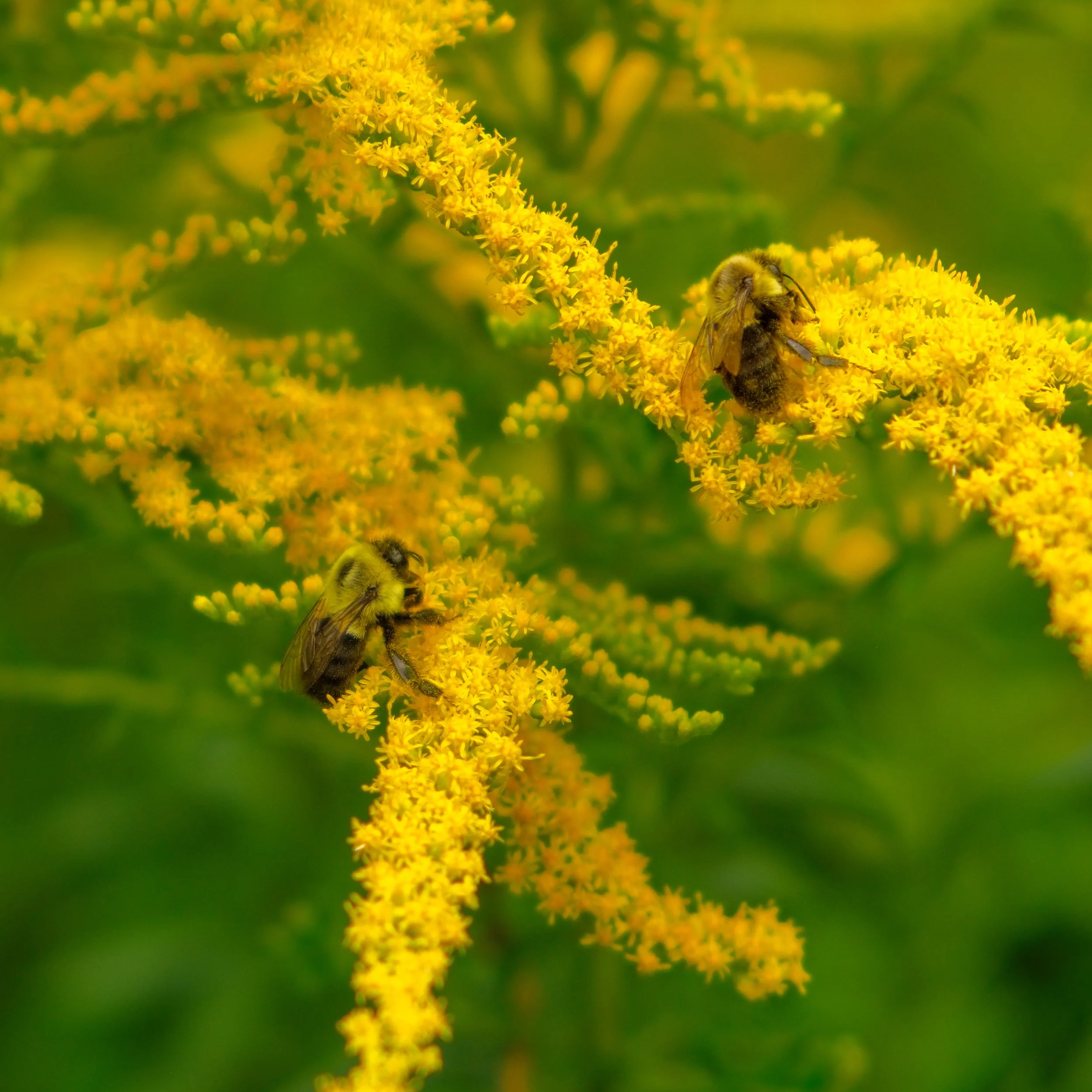 Astronomical Cabin fever 