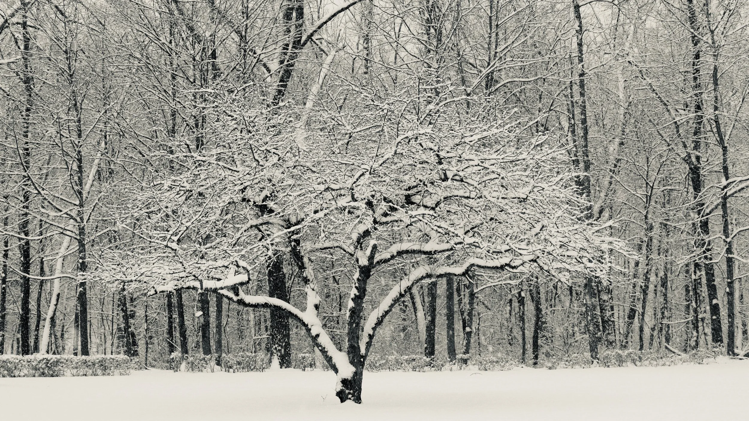 In the depths of winter in the Berkshires. 