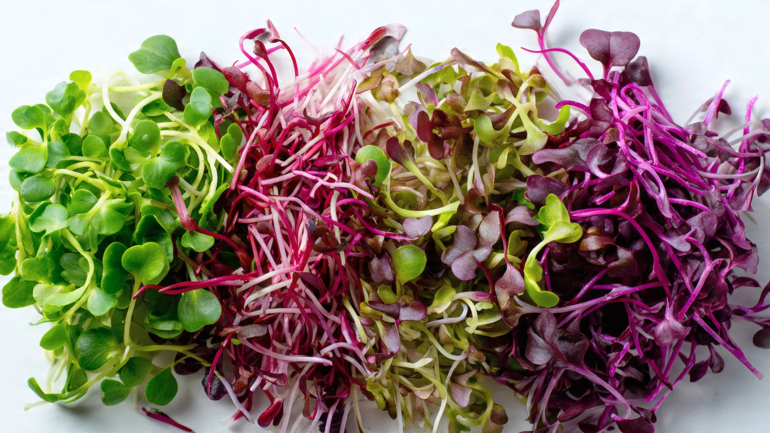 Zesty Mix Microgreens