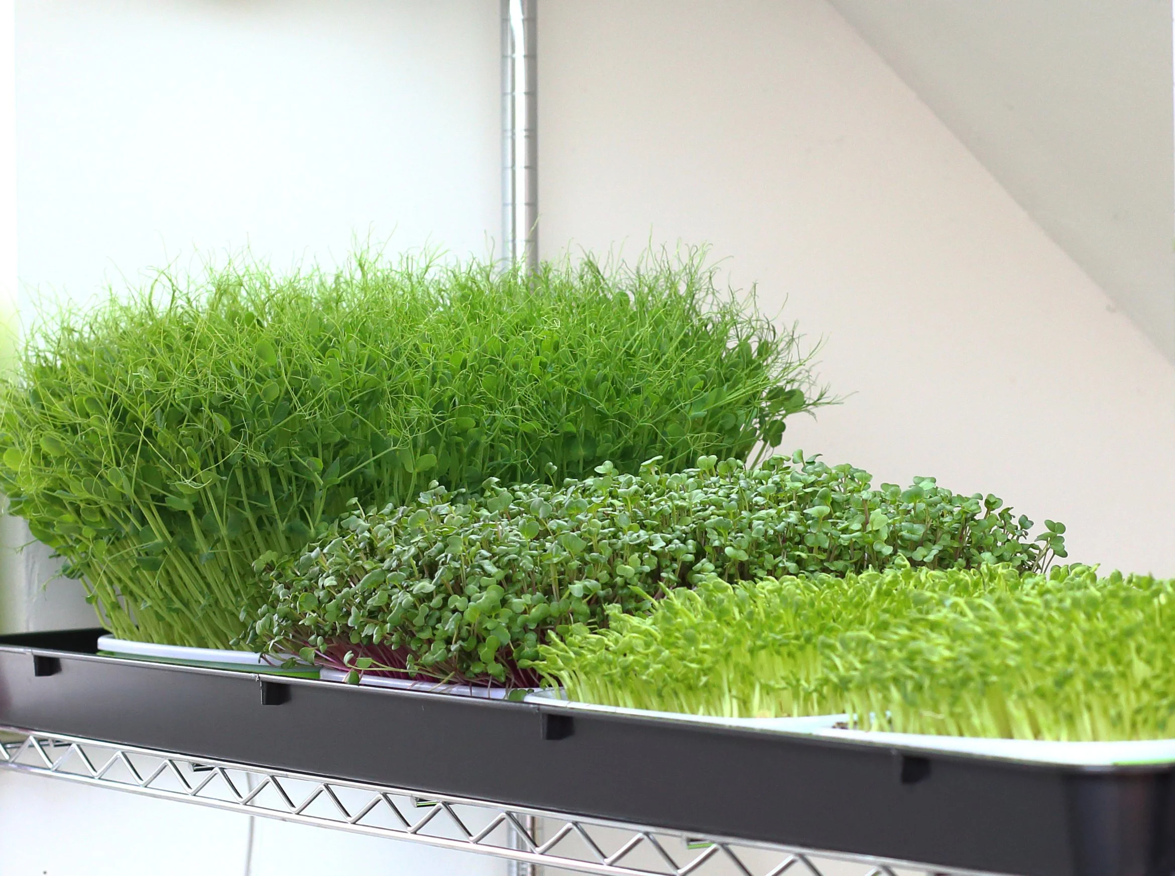 Microgreens growing in trays on a metal shelf
