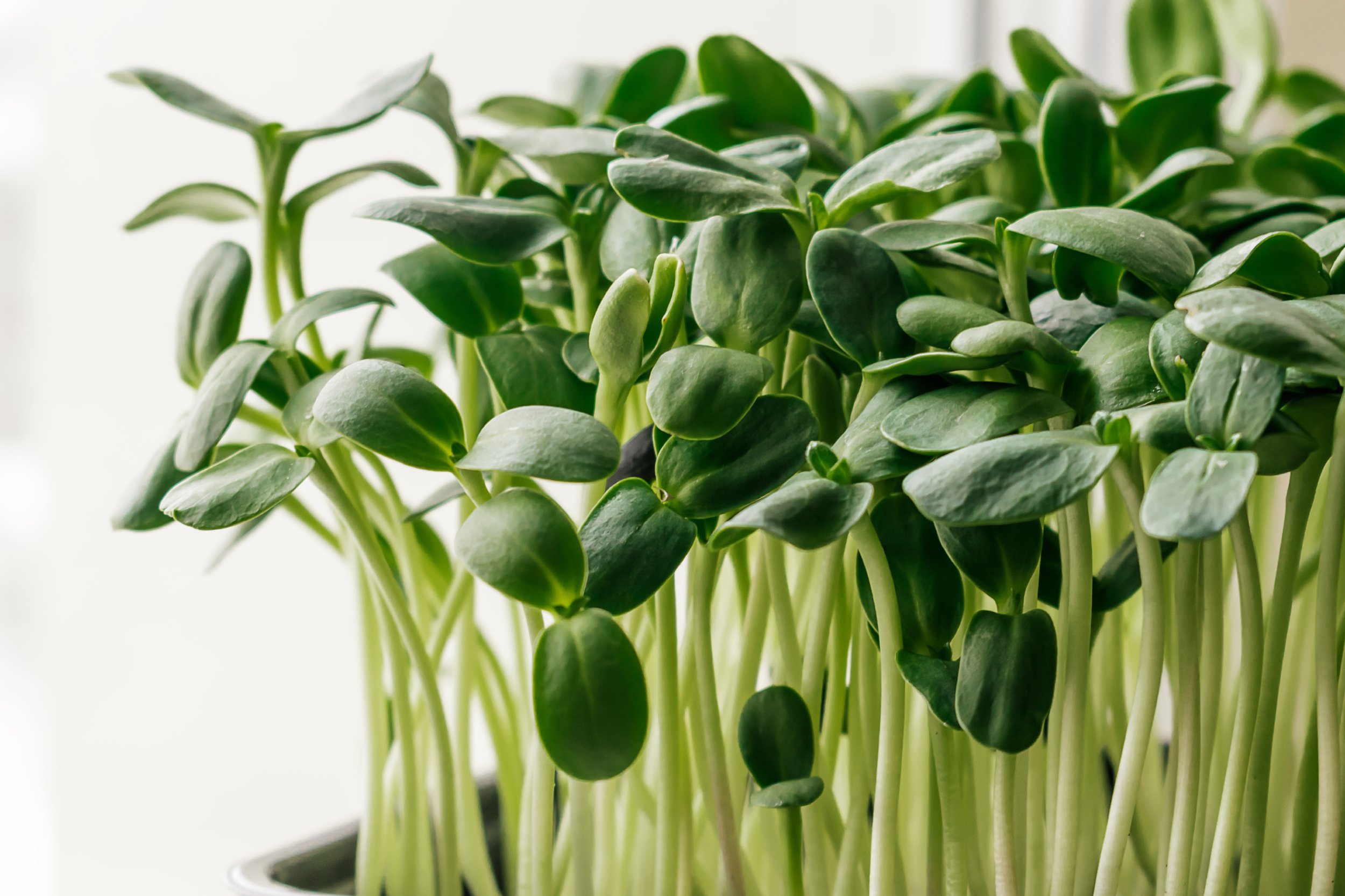 Sunflower Microgreens