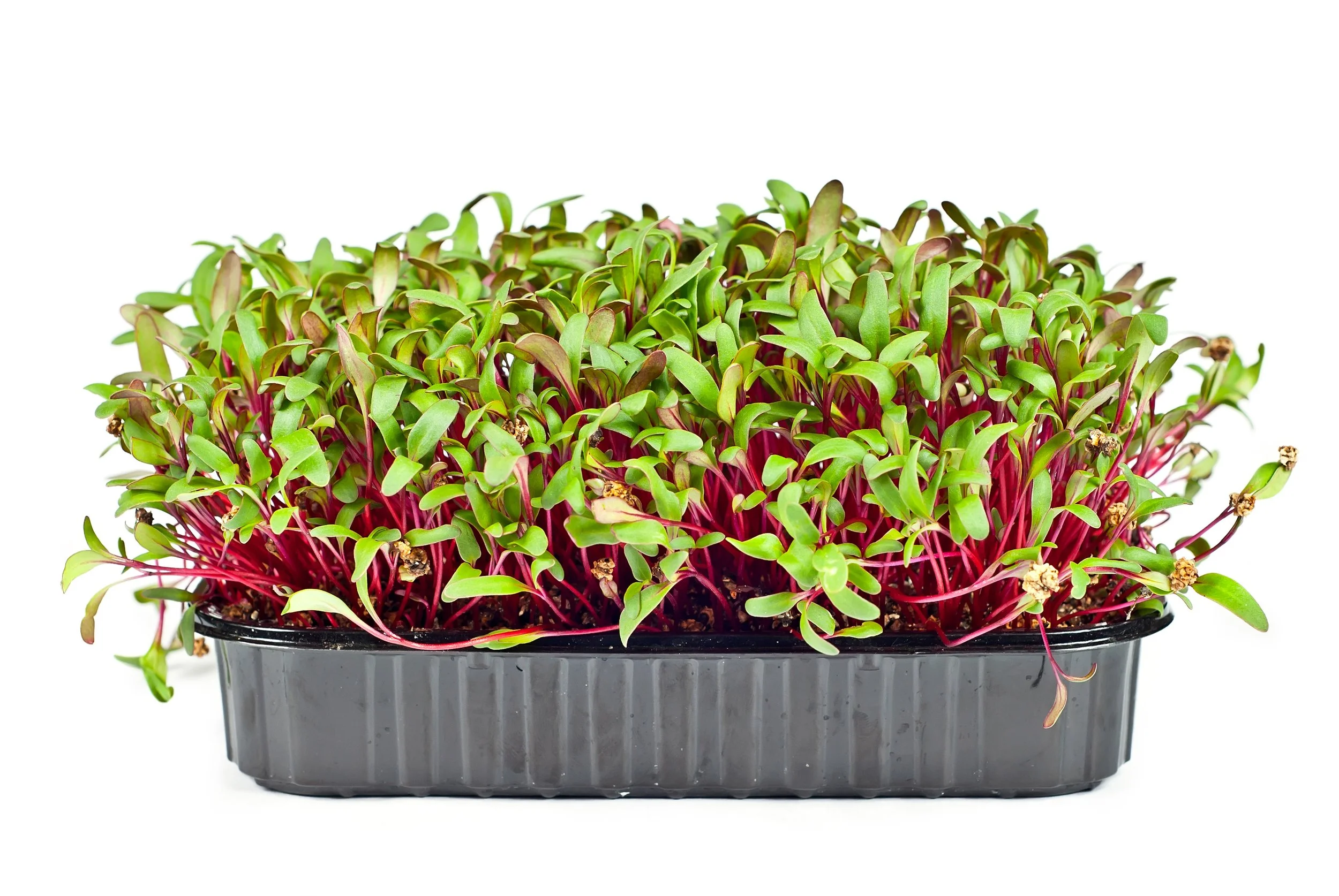 Beet Microgreens