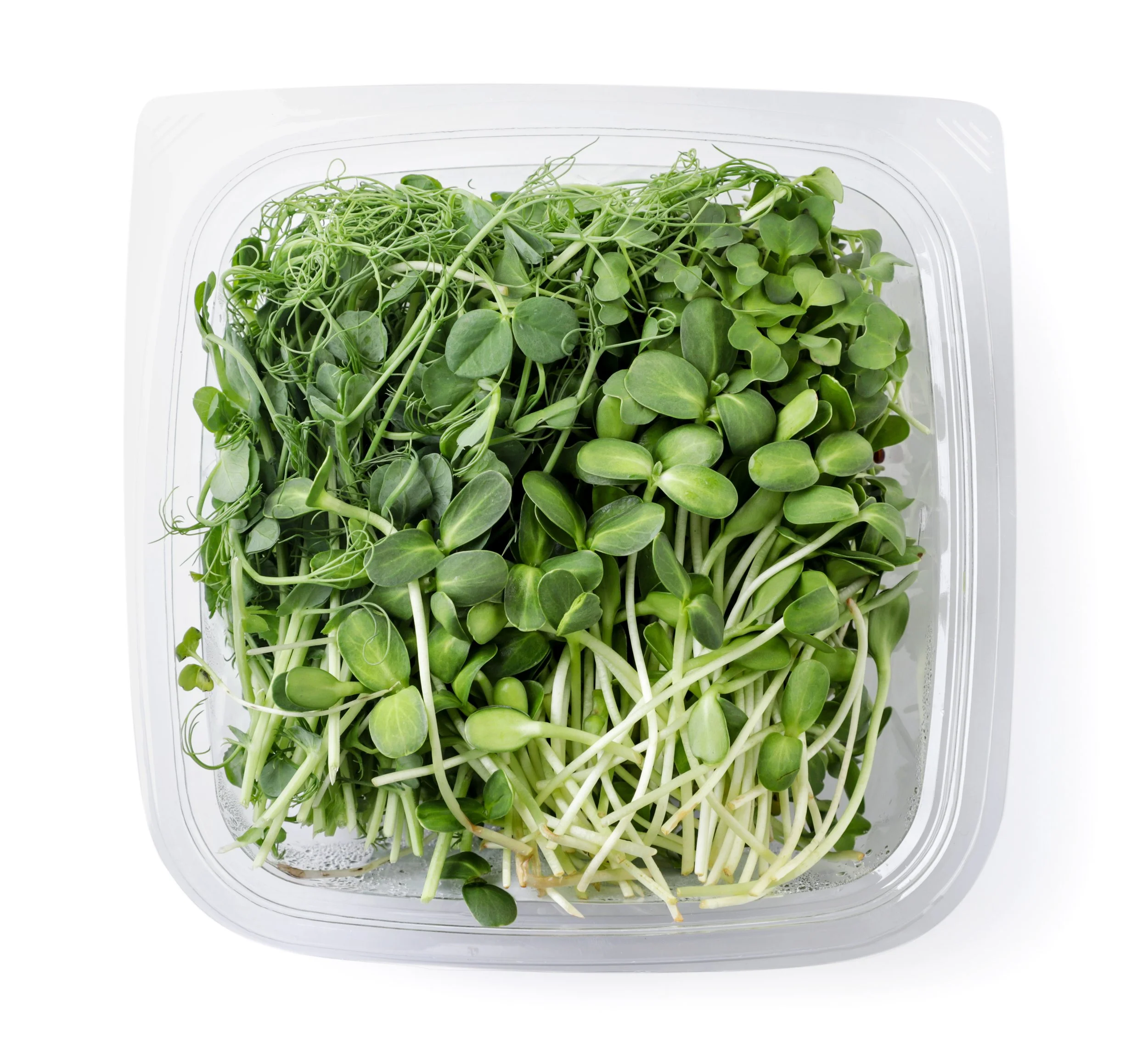 Microgreens Variety Bundle