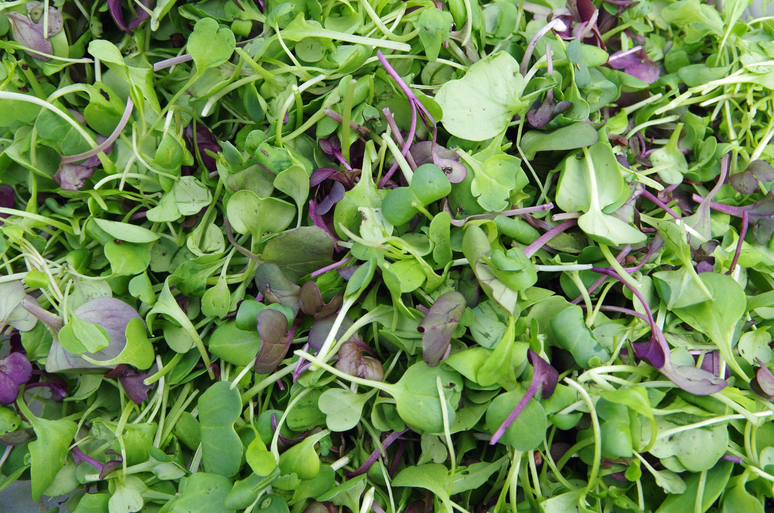 Kitchen Sink Mix Microgreens