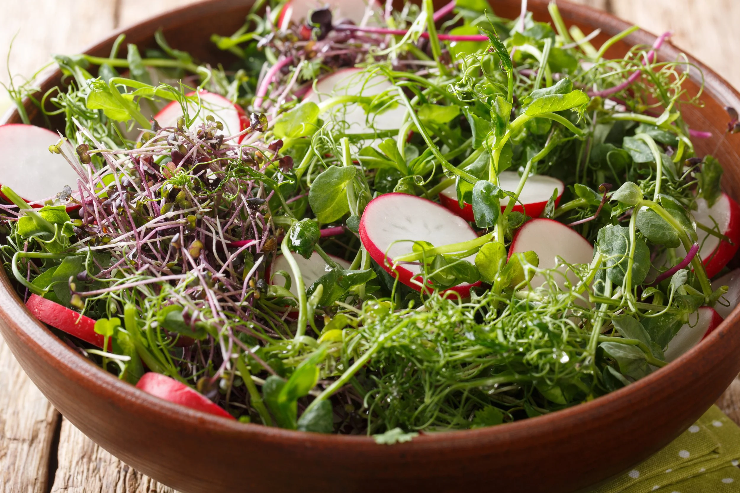 Salad Mix Microgreens