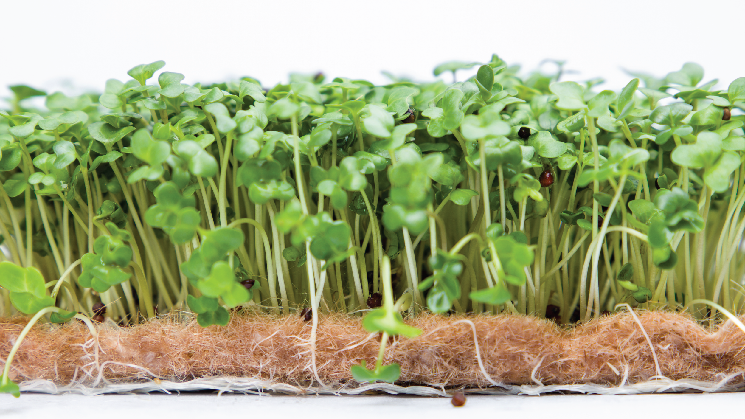 Broccoli Microgreens