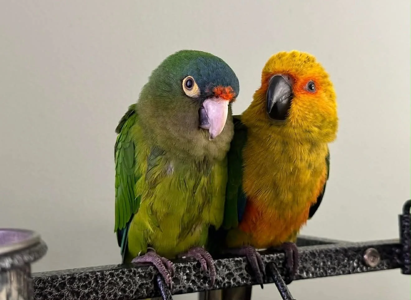 Two colorful parrots perched side by side on a metal bar against a plain background.