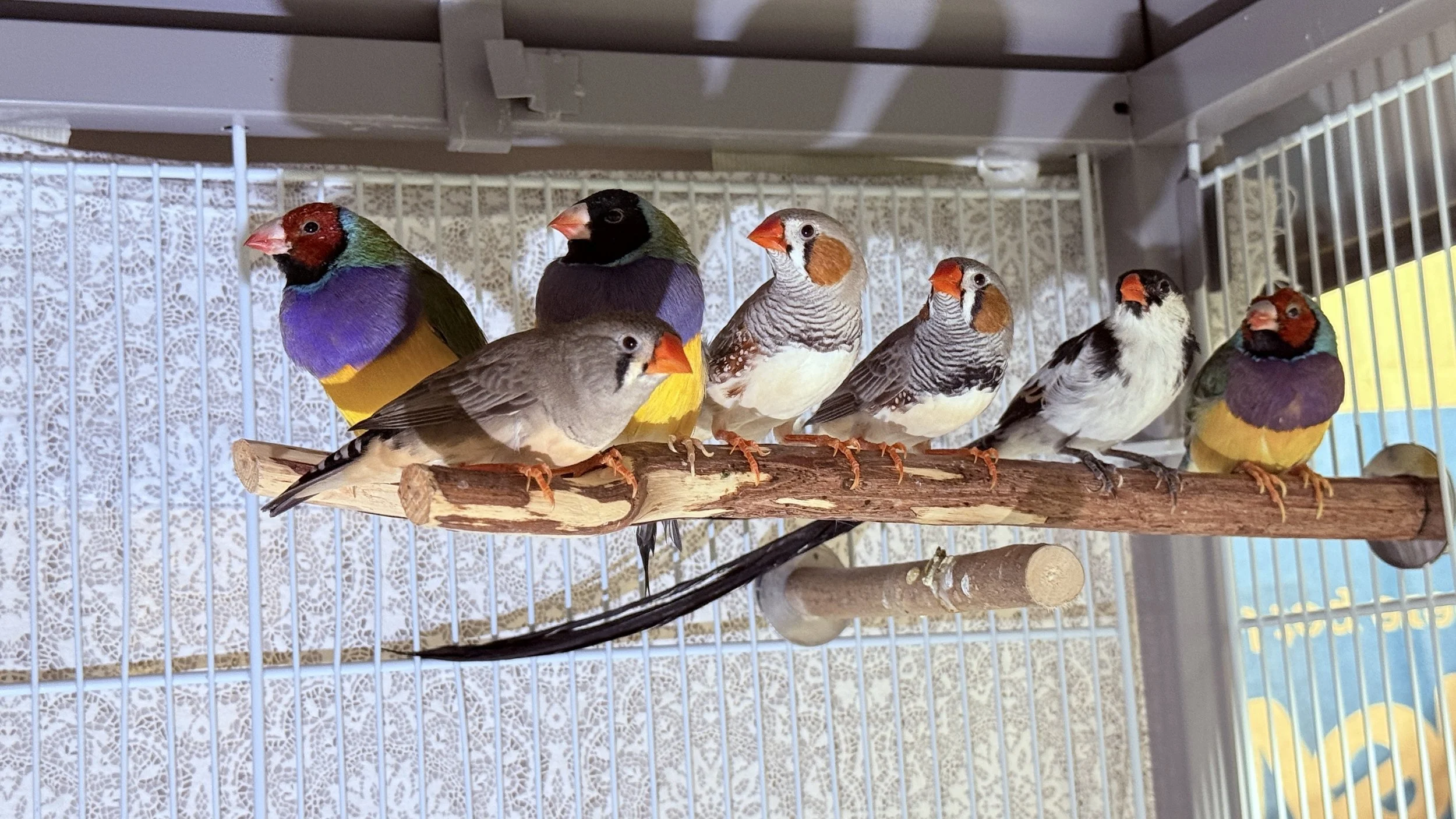 3 Finches - 2RED/1BLACK Gouldian Finches