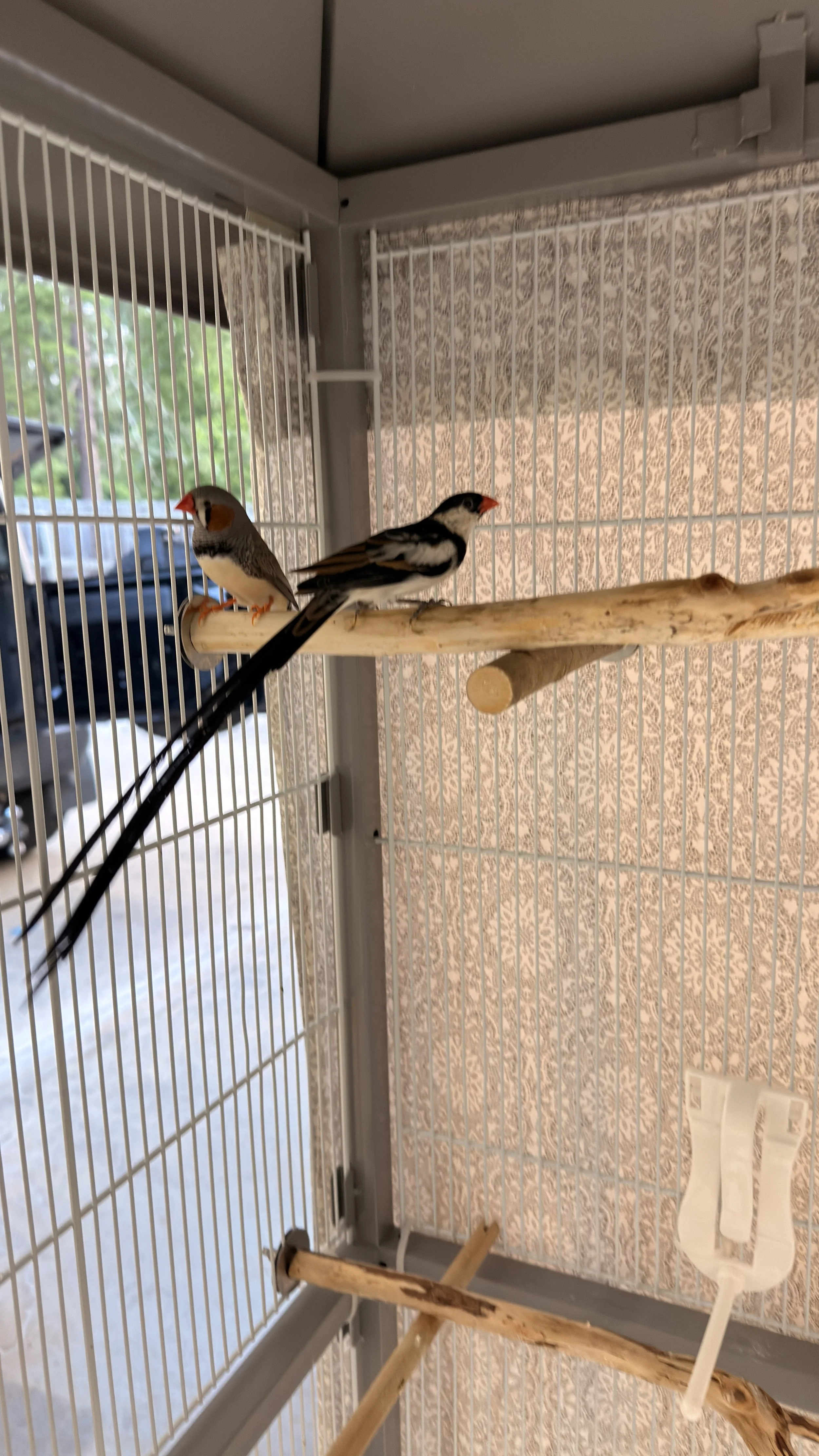 Male Shaft Tailed Finch