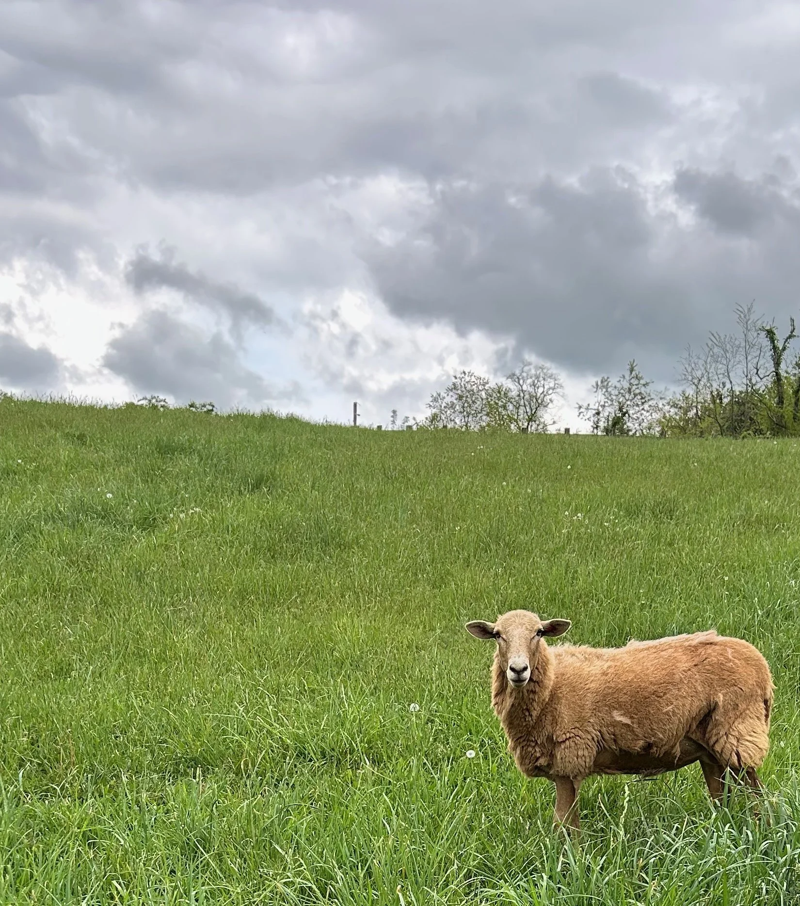 A picture of a Katahdin sheep at the bottom of a grassy hill