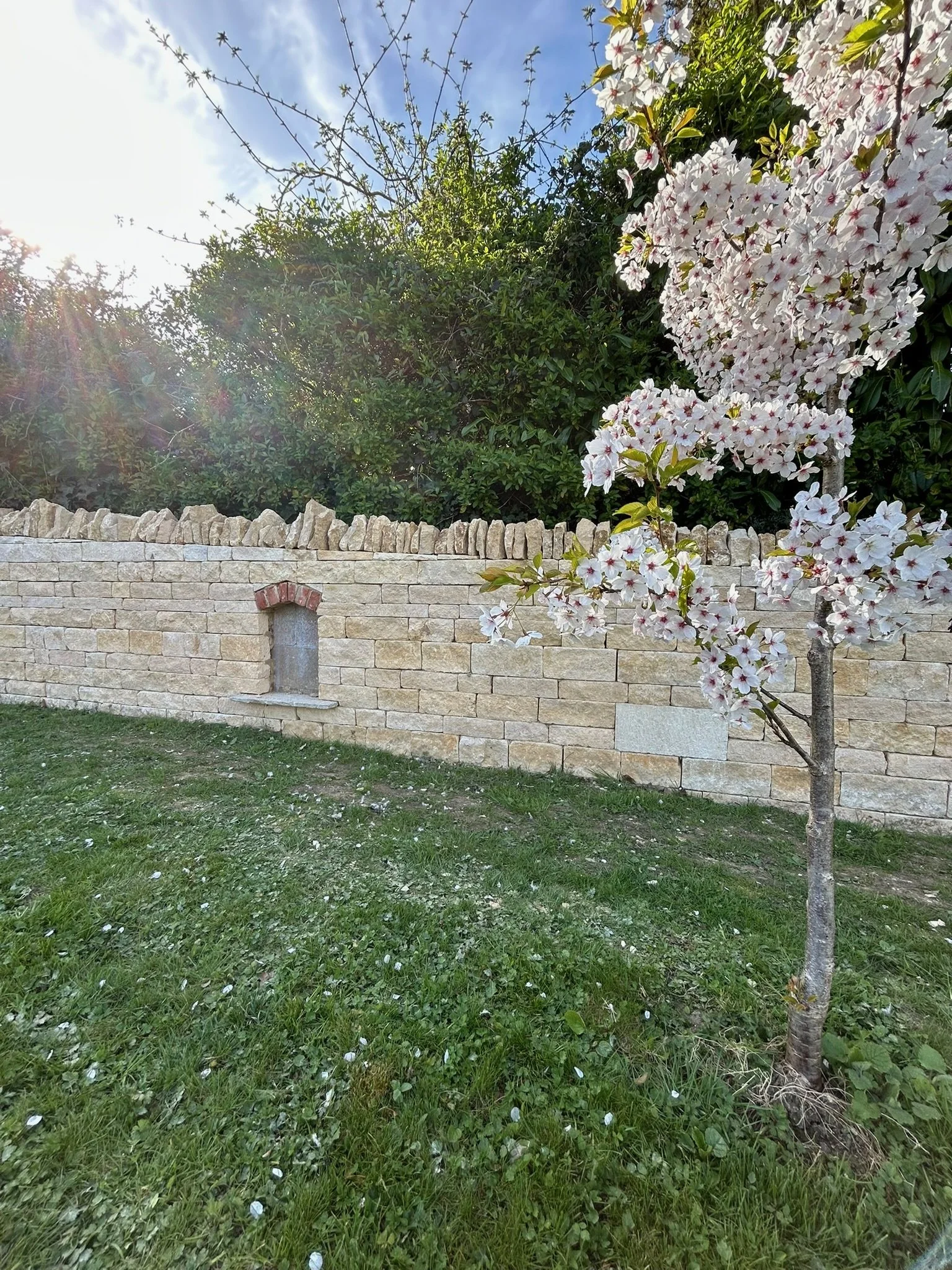 A blooming tree with pink and white flowers stands in front of a stone wall, with green bushes and trees behind it. The sun is shining, and the grass in the foreground has small white flowers and petals scattered around.