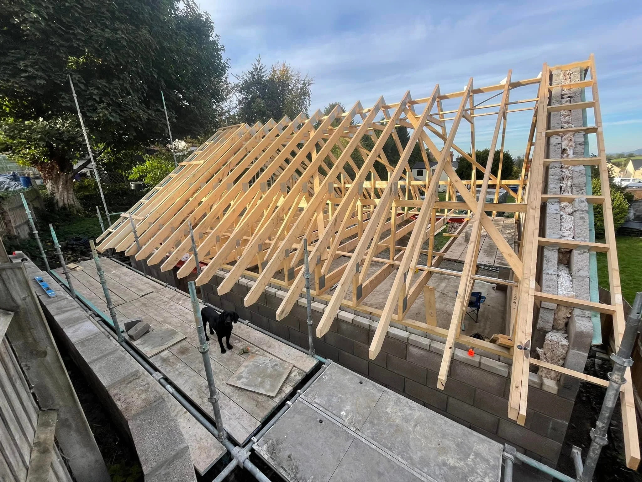 Construction site with wooden roof trusses being installed on a building under renovation, with scaffolding and a black dog nearby.