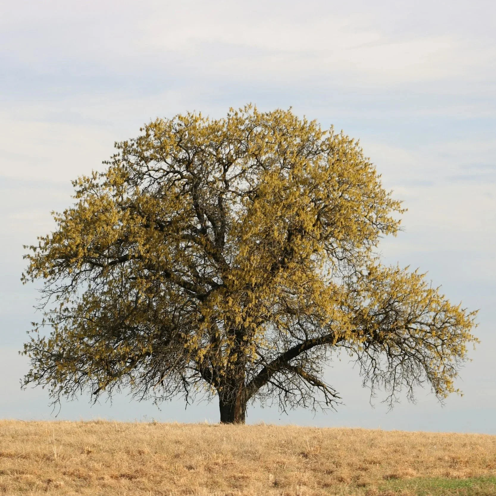 A solitary tree with yellow leaves on a grassy hill under a partly cloudy sky.