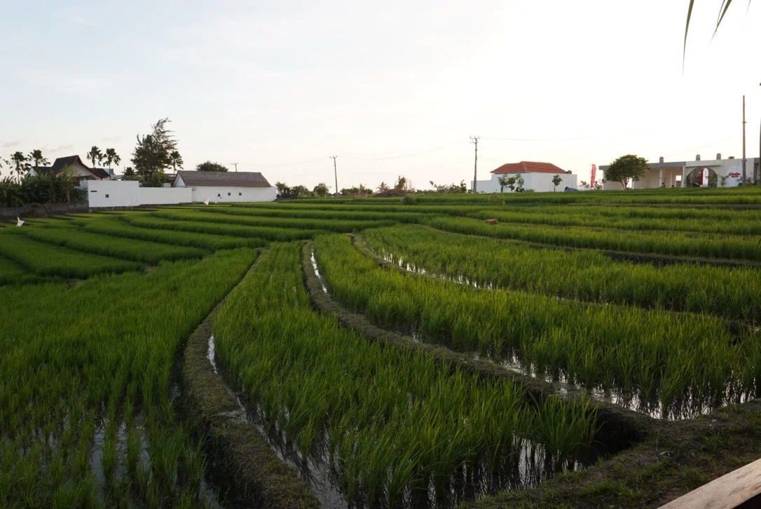 Green rice paddies with water-filled irrigation channels, with white buildings and trees in the background under a clear, light sky.