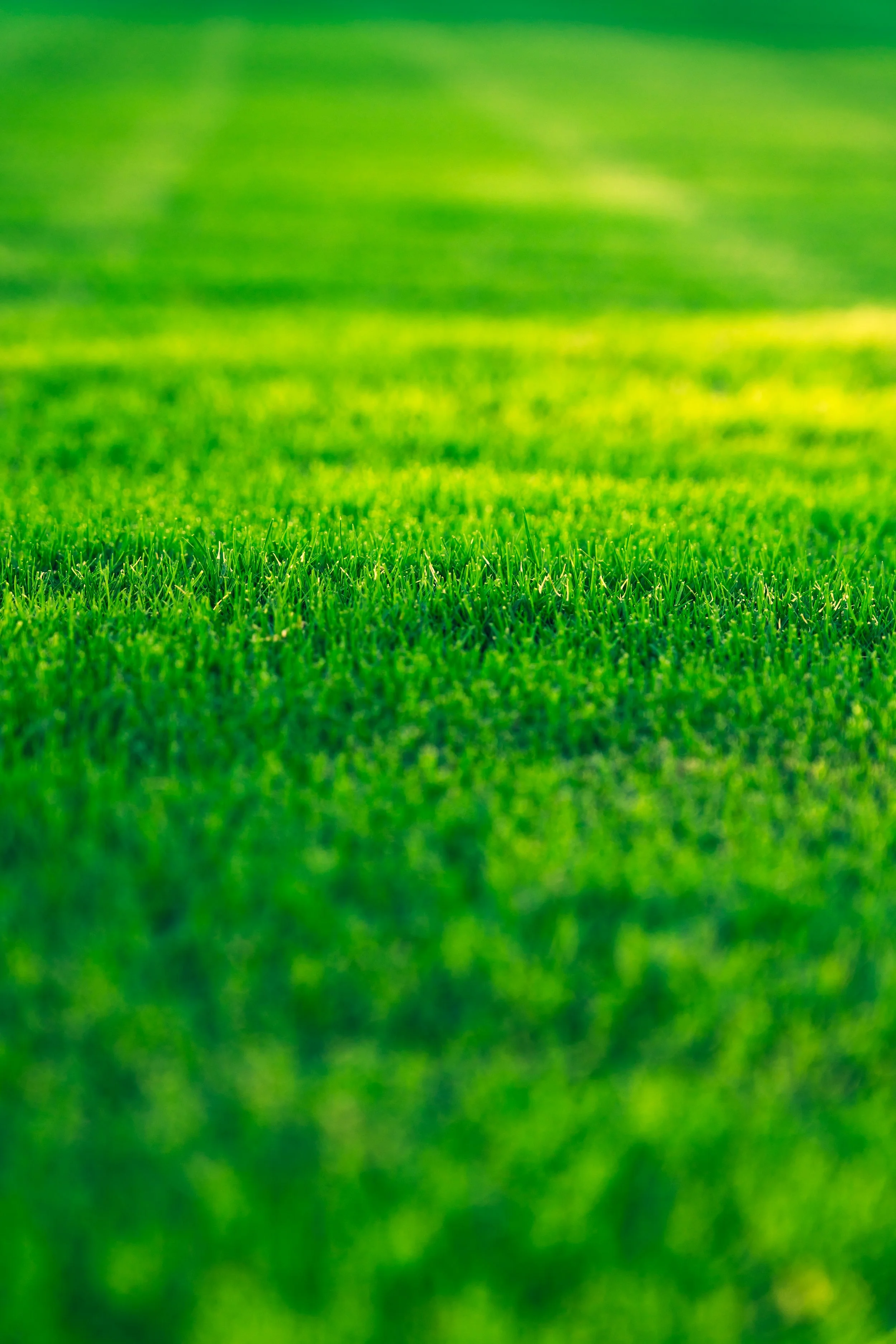 Close-up of lush, green grass with sunlight illuminating the blades.