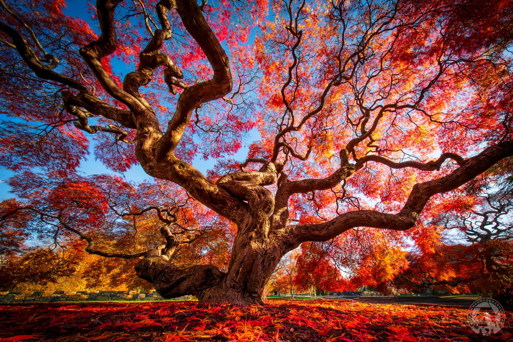 Japanese Maple Tree on 16