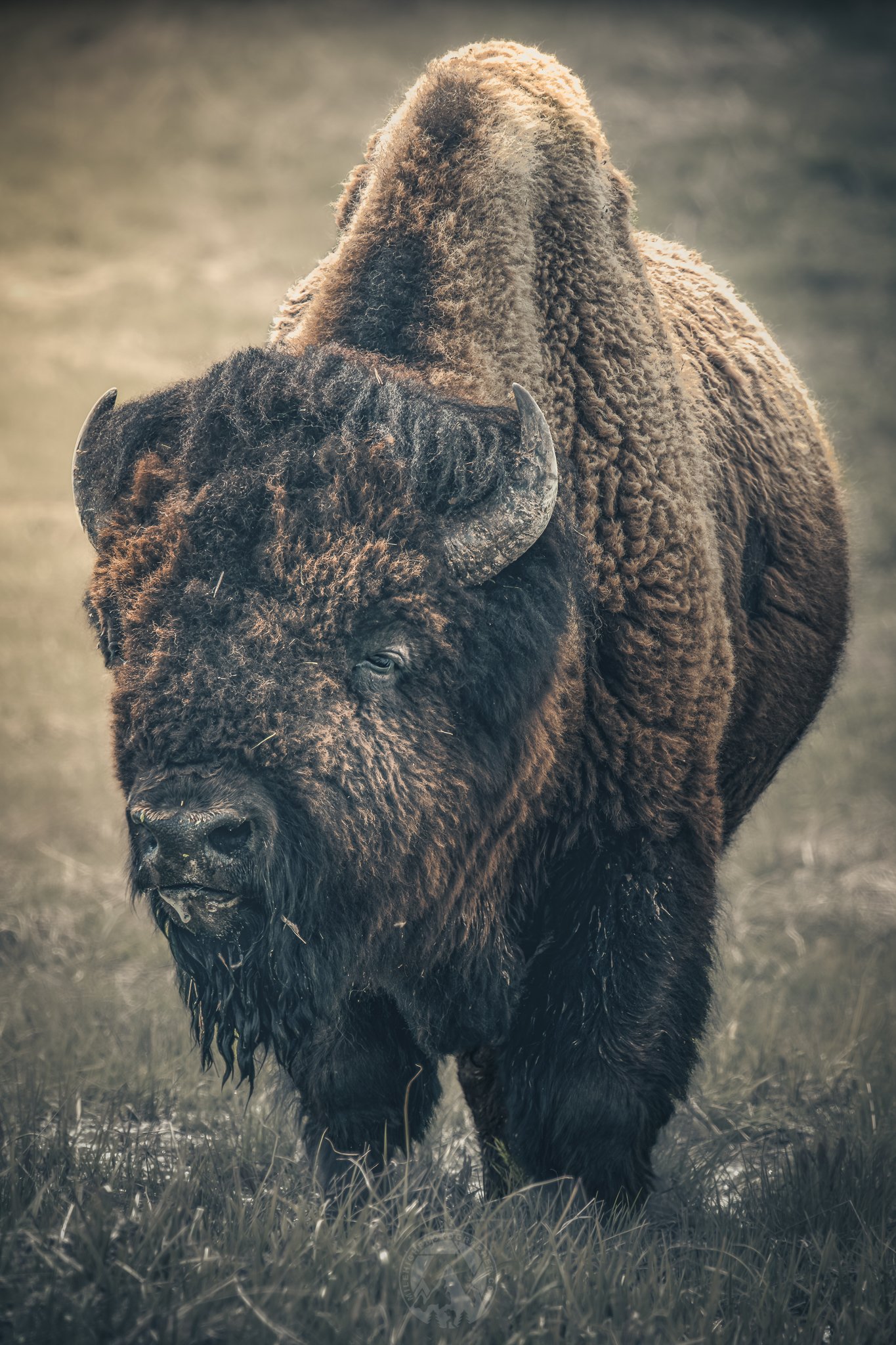 Majestic Bison