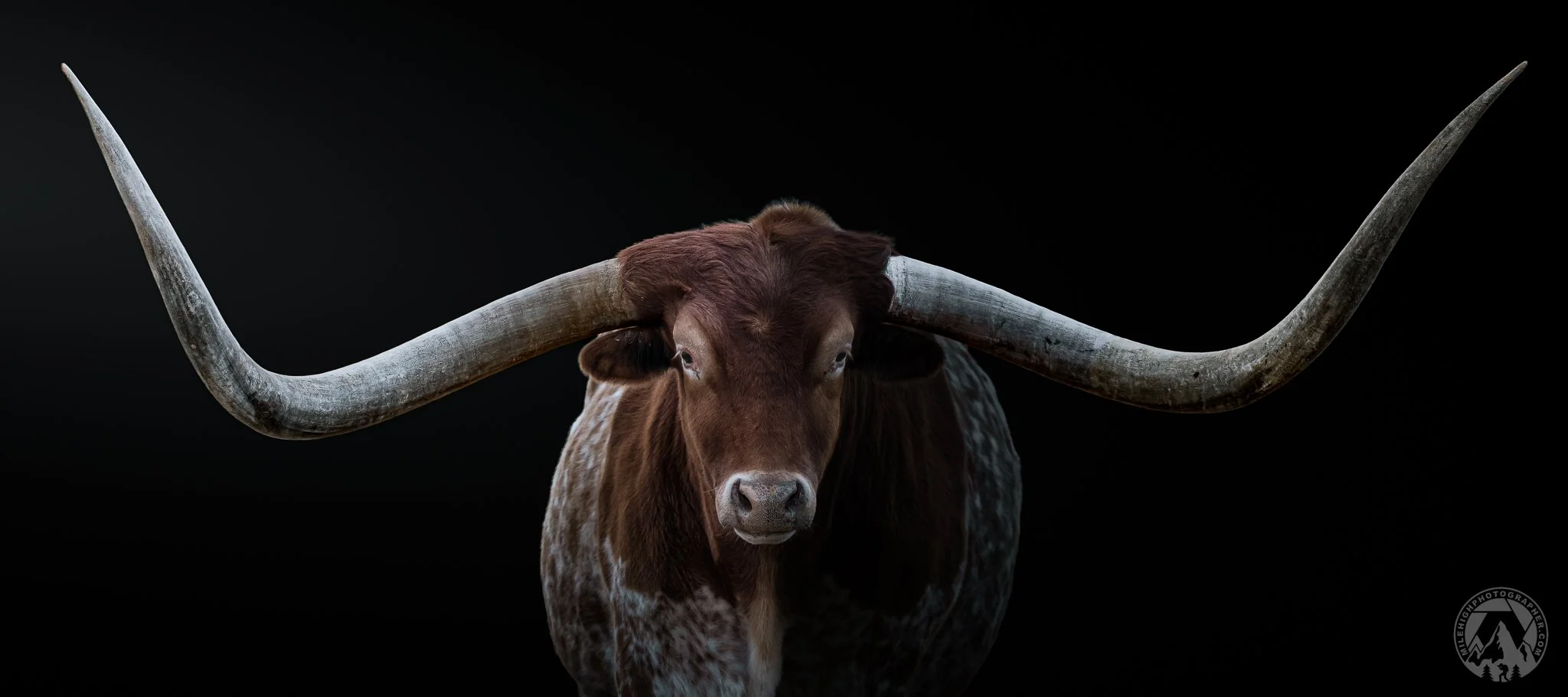 Texas Longhorn on 16